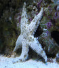 Sand Sifting Starfish - Melanesia