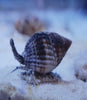 Snail - Nassarius