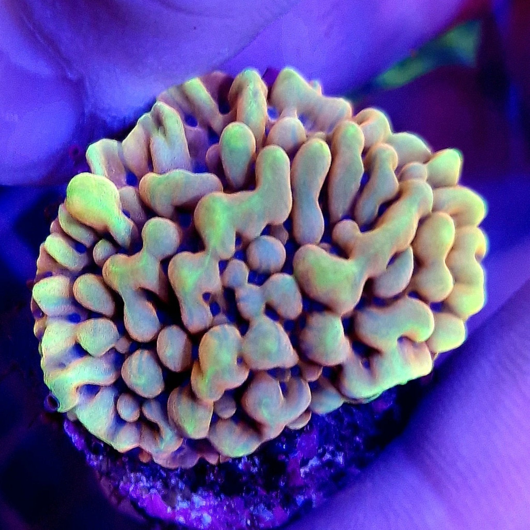 Witch Hunter Montipora (sps)