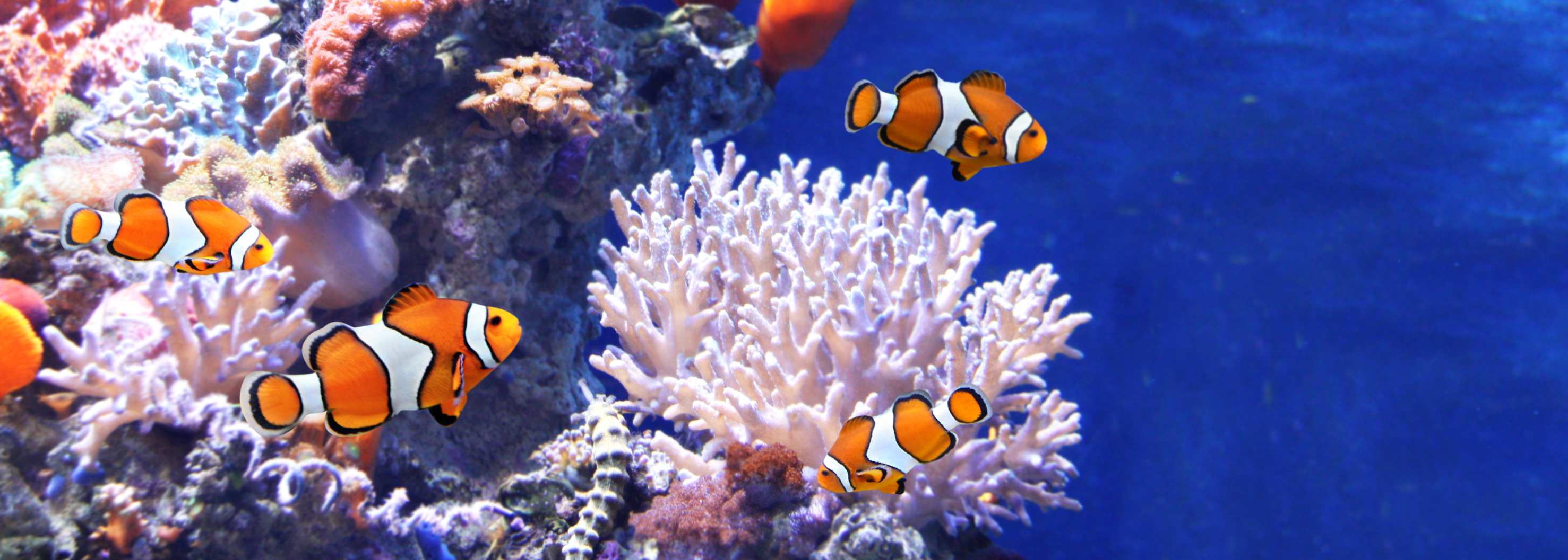 Beginner’s Guide to Setting Up Your First Home Aquarium