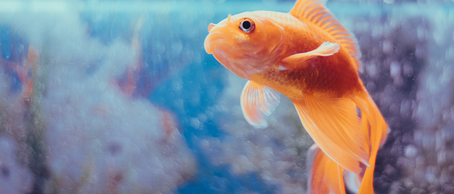 How to Start a Freshwater Aquarium: The Complete Beginner’s Guide