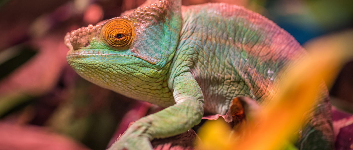 Essential Heating & Lighting for Reptiles: Why It Matters