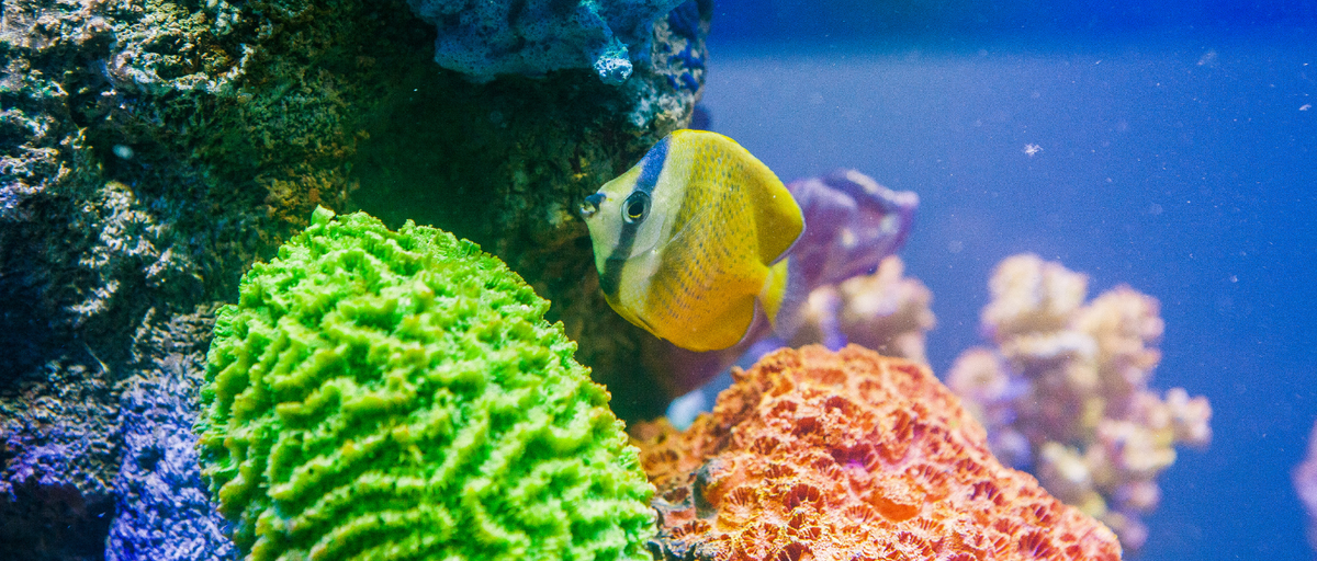 Top 10 Marine Fish for Beginners | Aqua Group UK