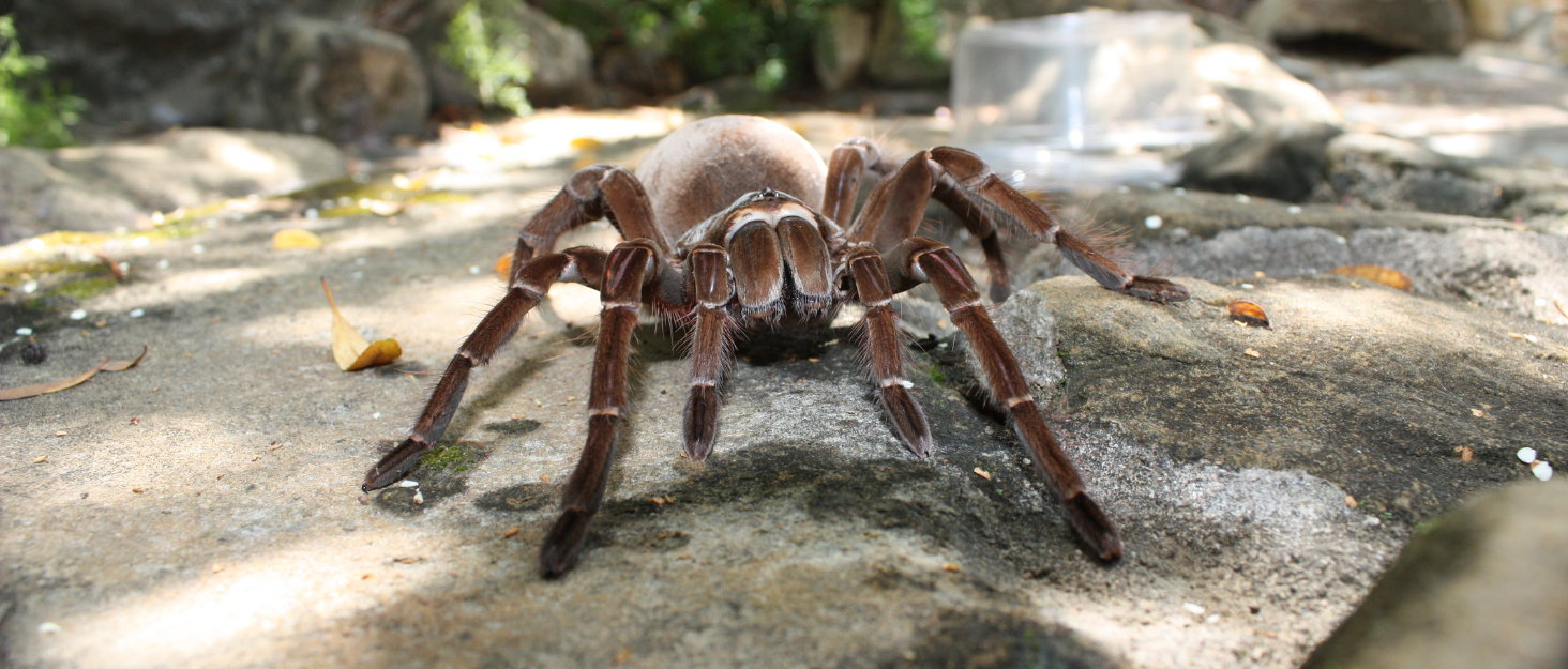 Creepy but Cute: Spiders You’ll Actually Want to Meet