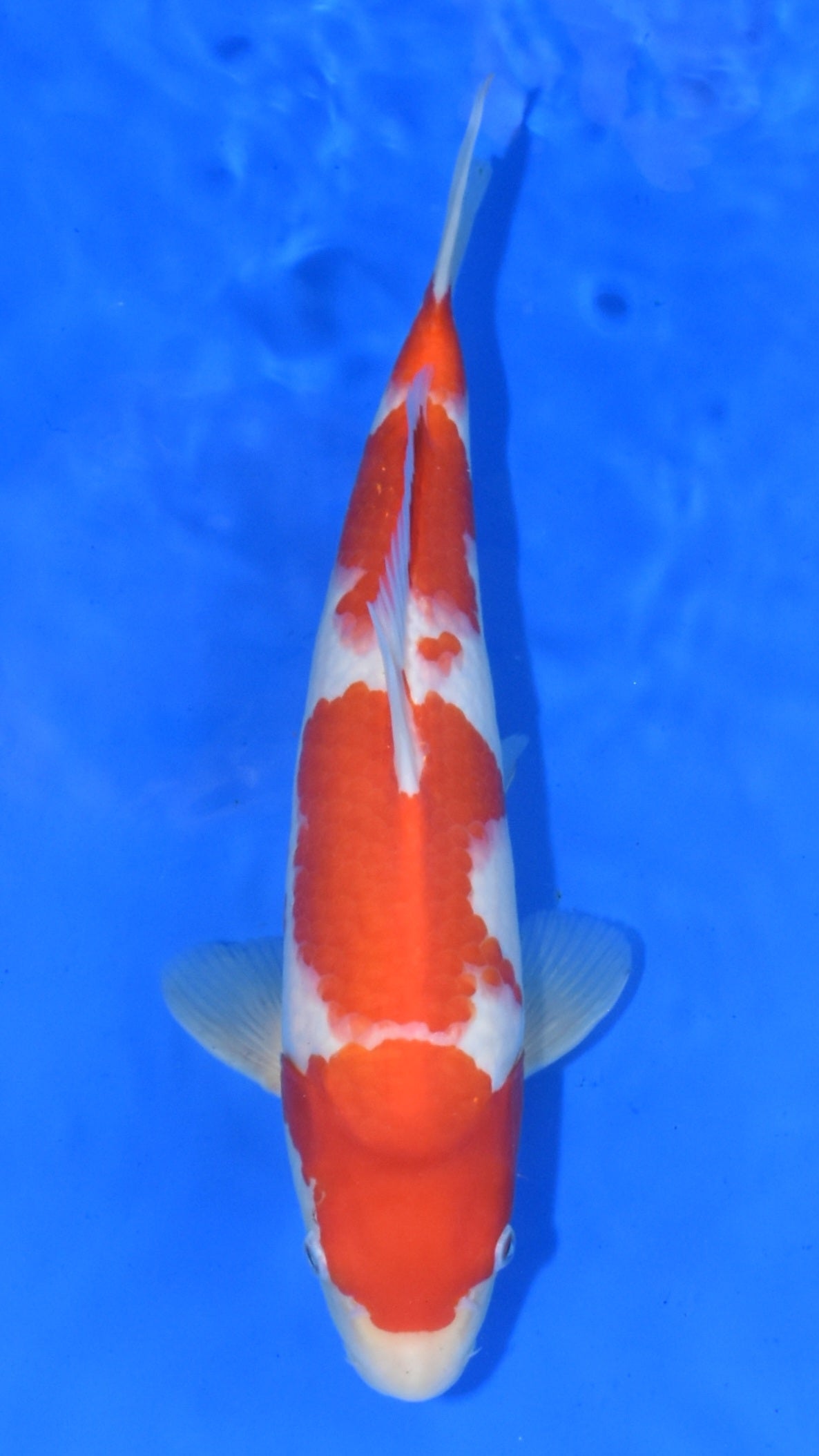 Kohaku - Okawa - Tosai #01