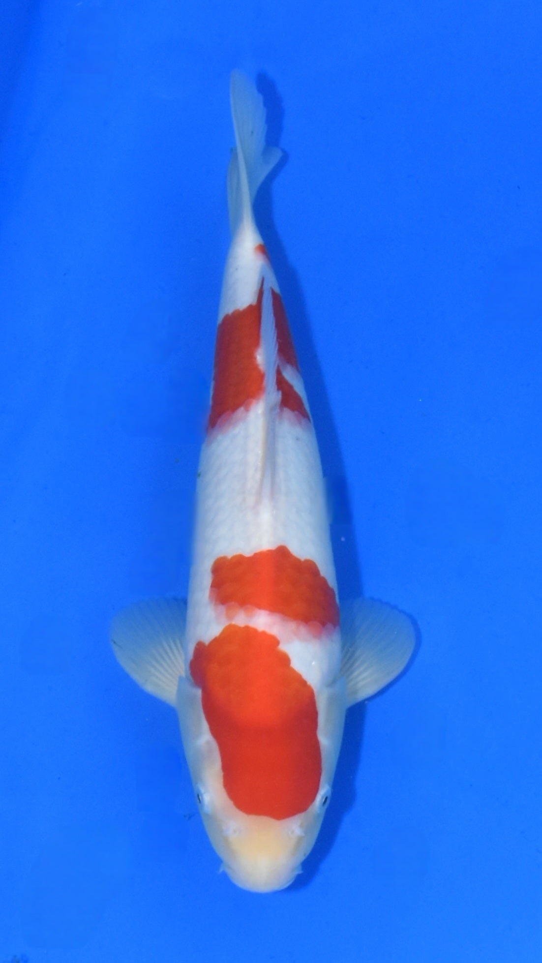 Kohaku - Okawa - Tosai #02