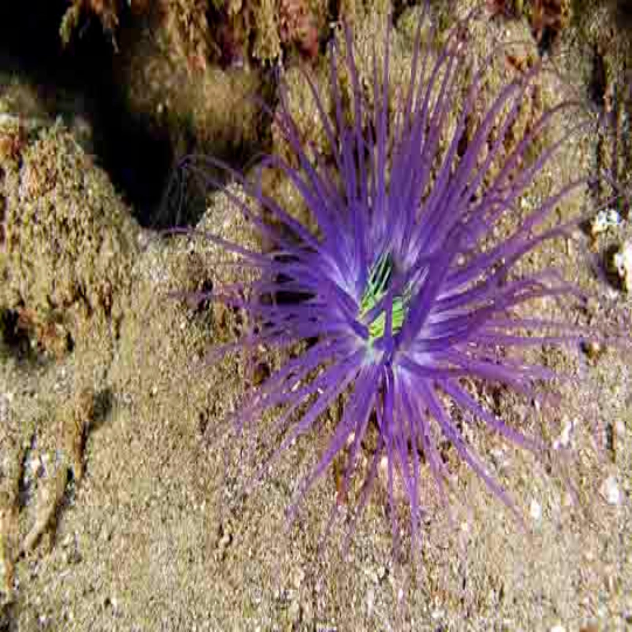 Purple Tube Anemone- Cerianthus - Aqua Group