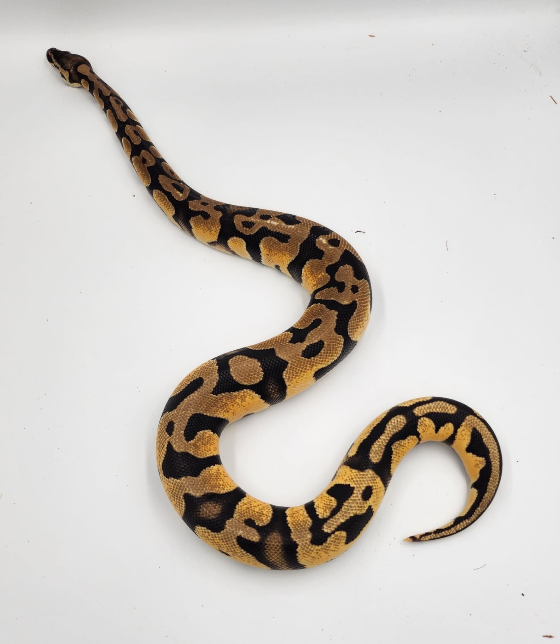 Pastel Orange Dream het Pied Royal Python 2023 (Female)