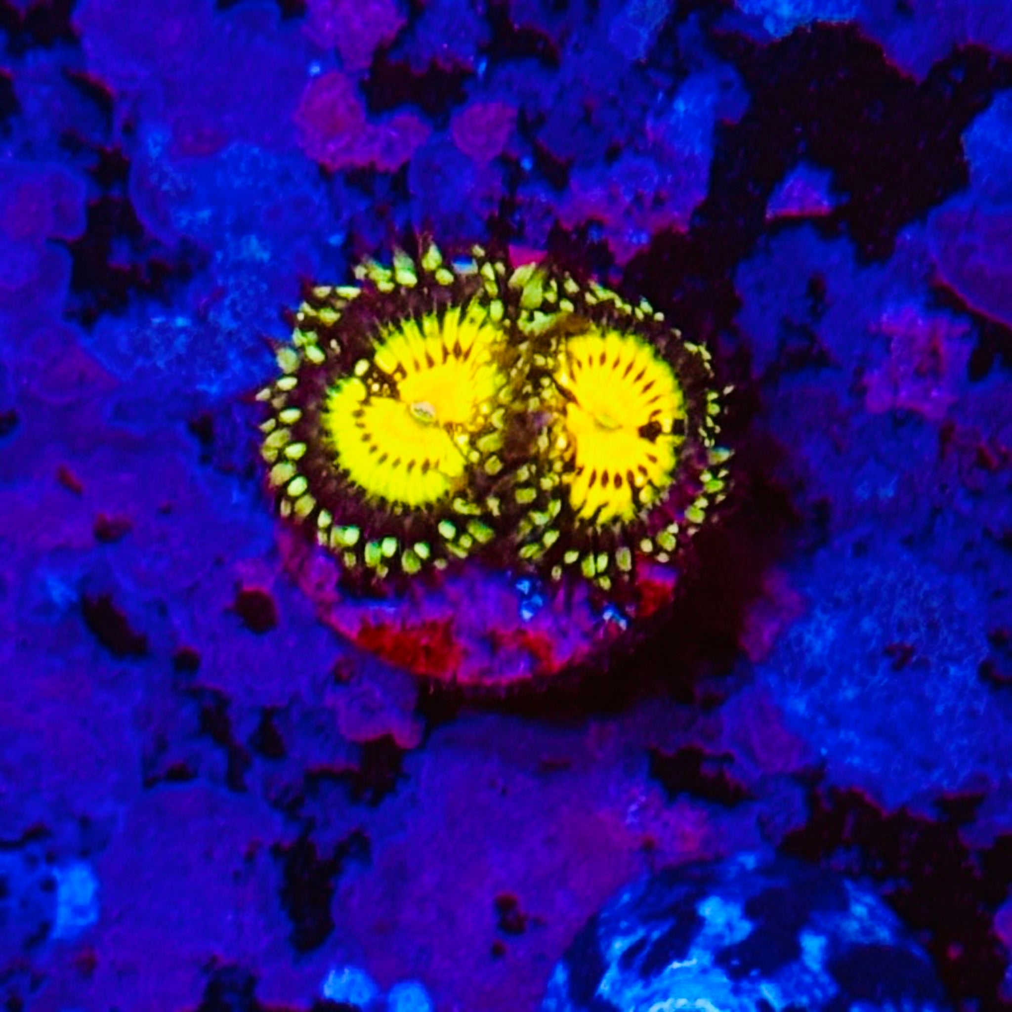 Gold Maul Zoas