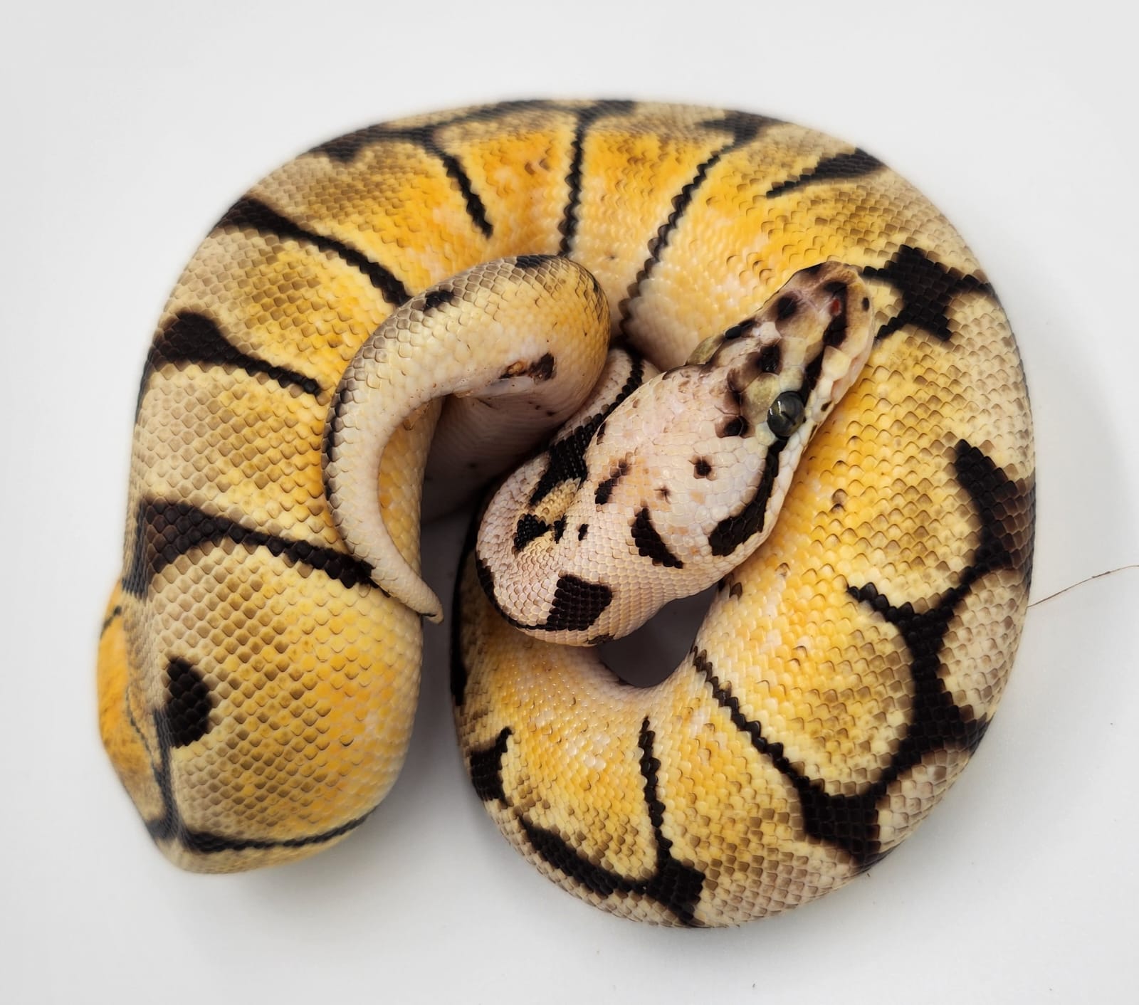 Bumblebee Royal Python 2024 Male (REHOME ONLY)