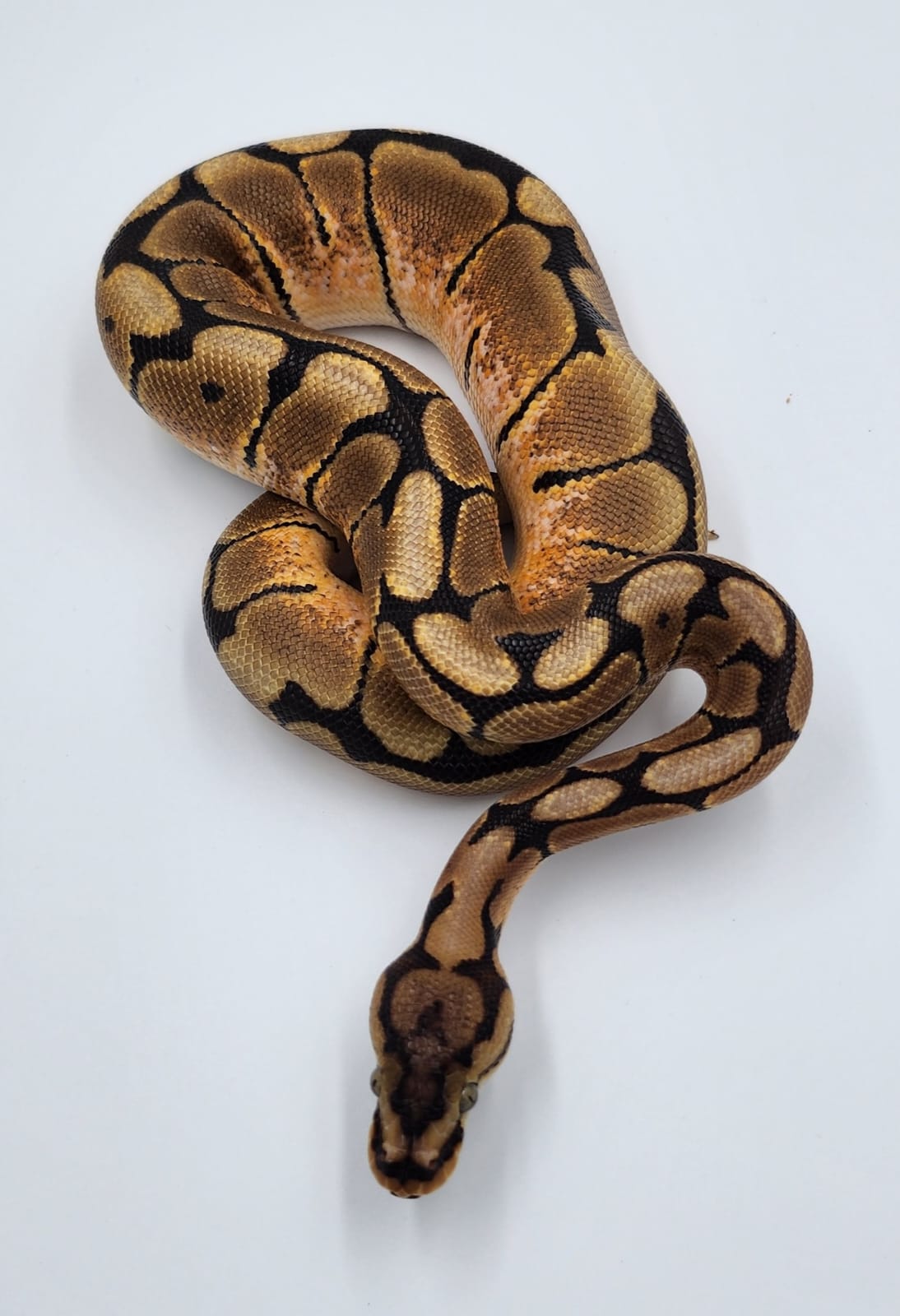 Spider Royal Python 2024 (REHOME ONLY)