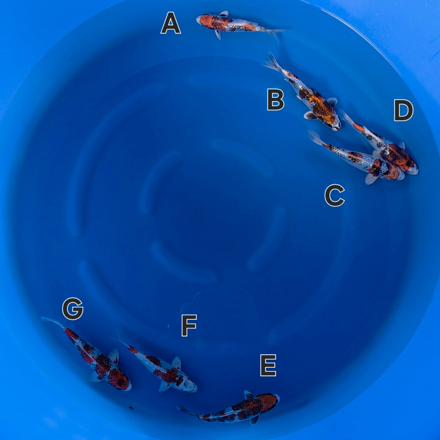 Gin Rin Kin Showa - Secret Breeder - Tosai - #Mix01