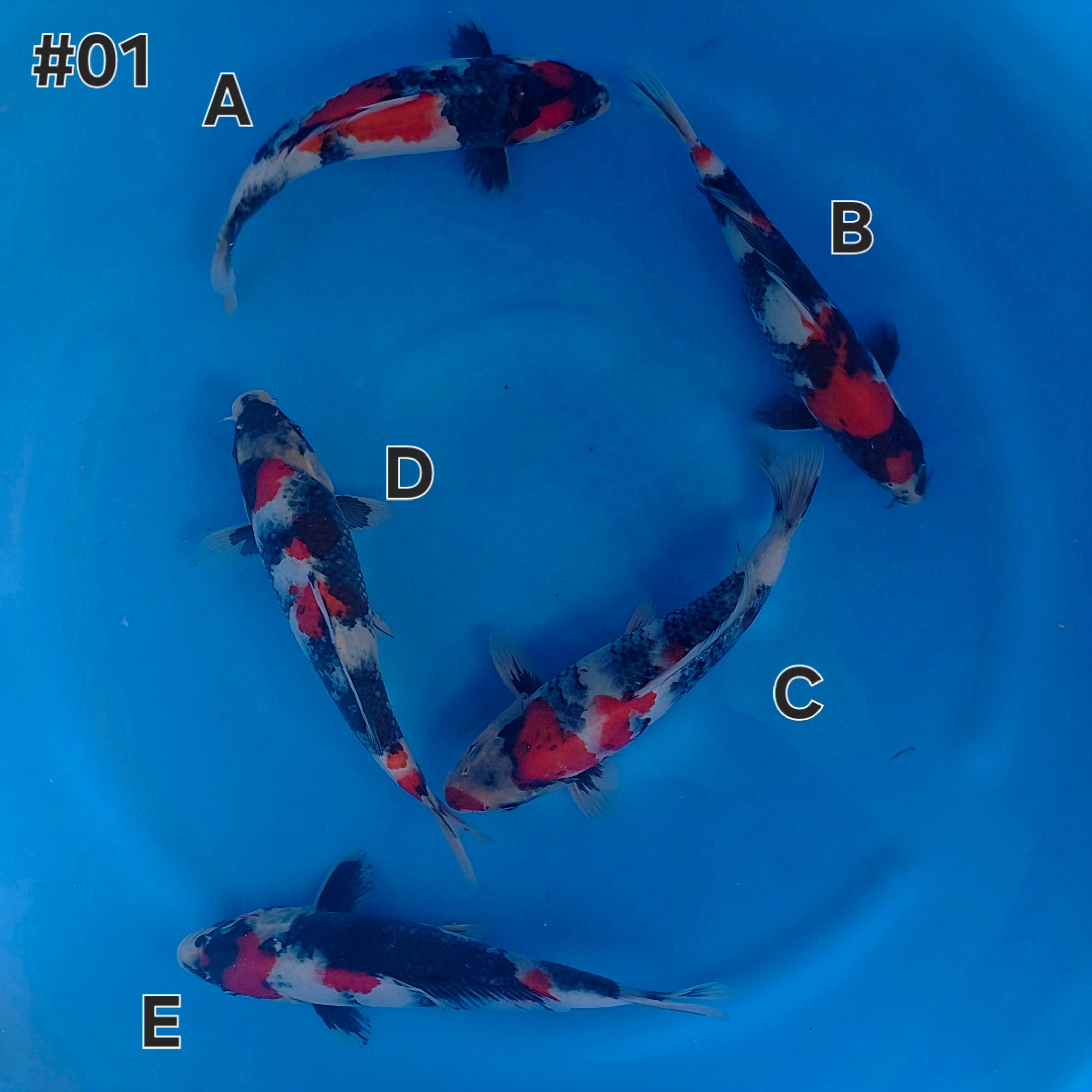 Showa Mix - Maruchiku - Tosai - #01