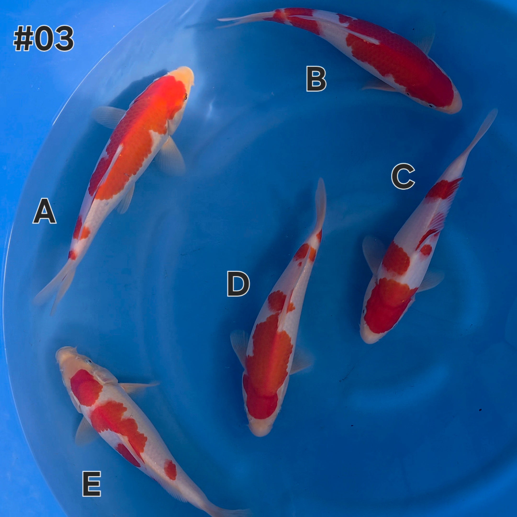 Kohaku Mix - Maruchiku - Tosai - #03