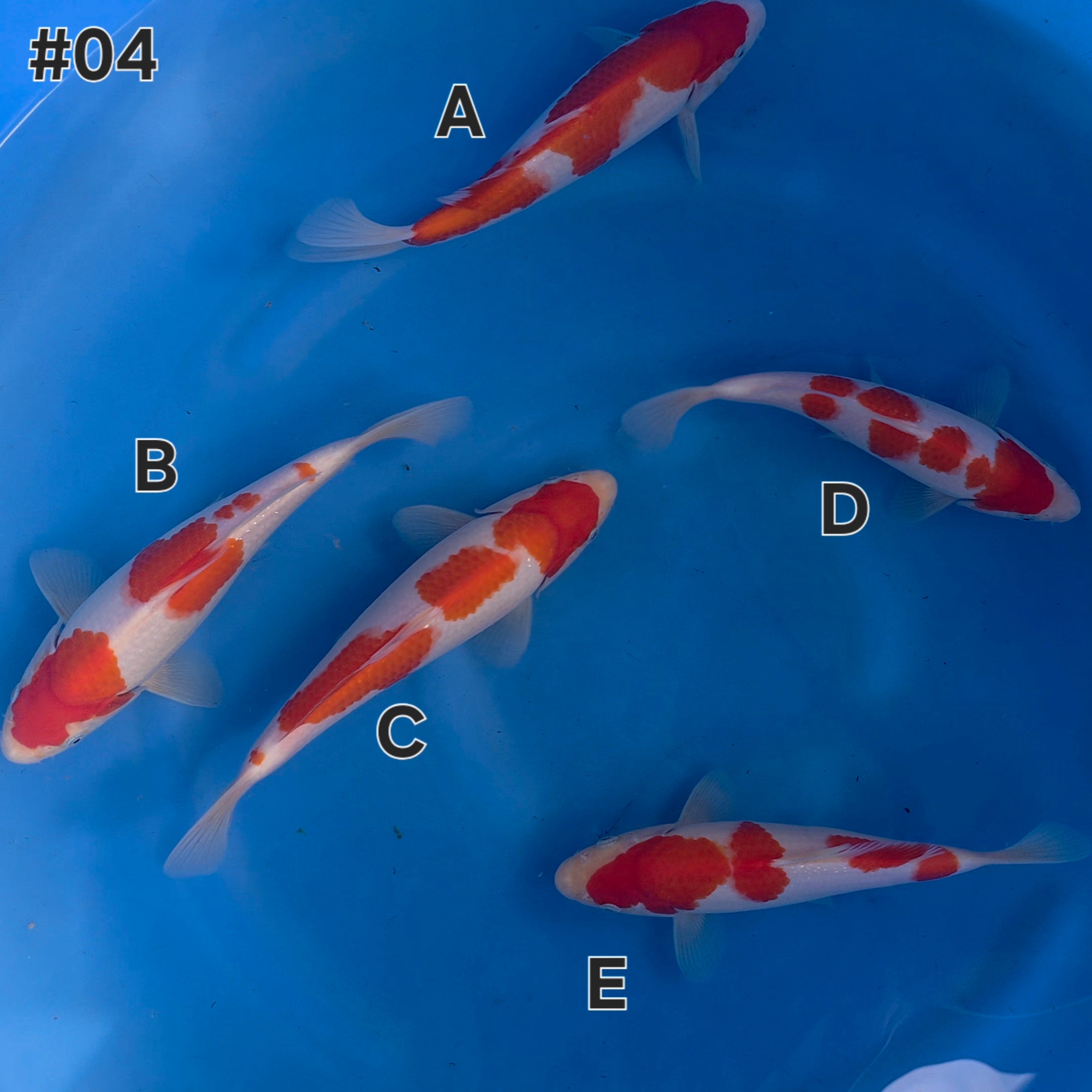 Kohaku Mix - Maruchiku - Tosai - #04