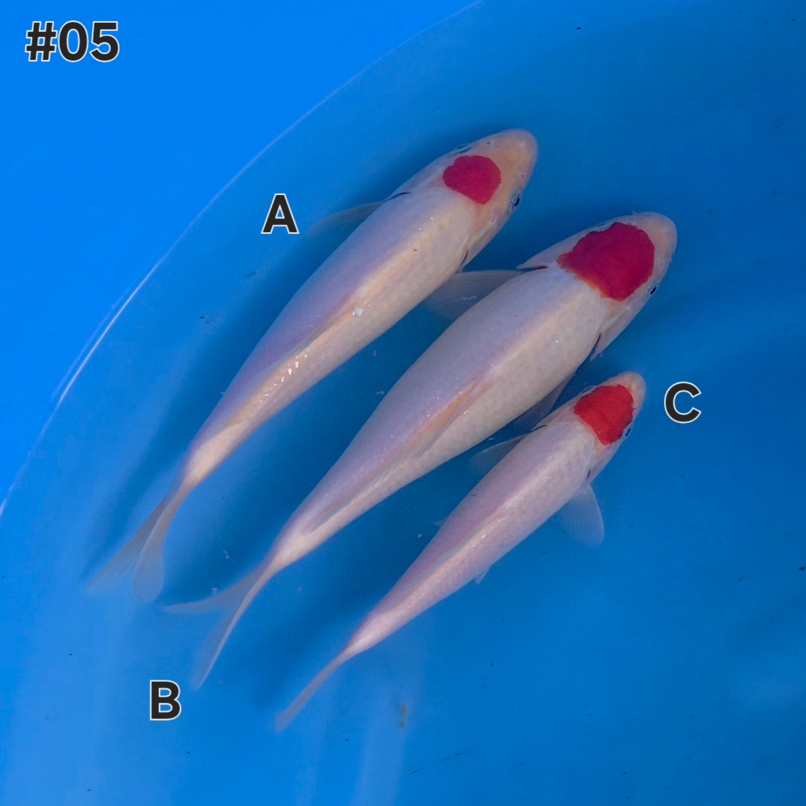 Tancho Kohaku Mix - Maruchiku - Tosai - #05