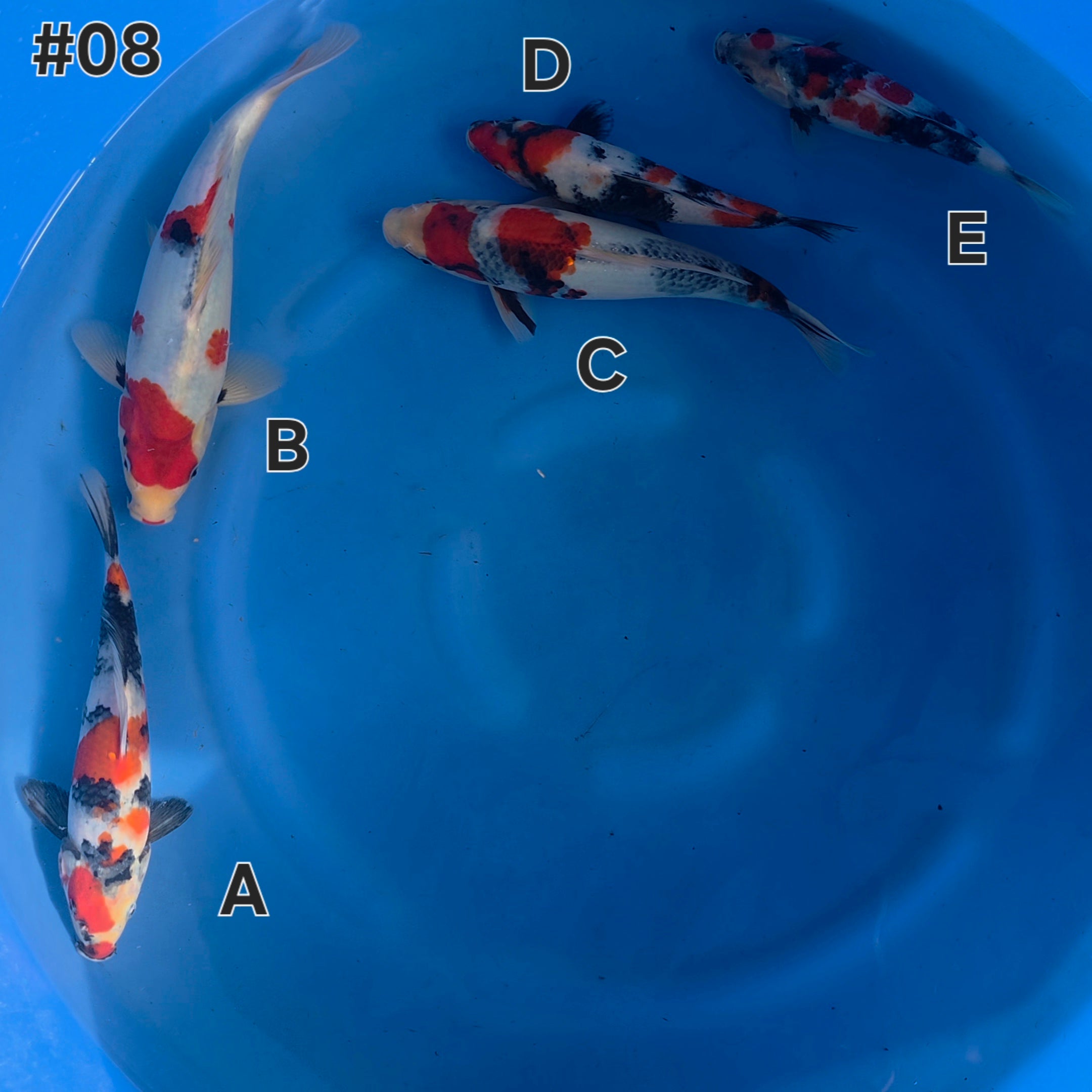 Showa Mix - Maruchiku - Tosai - #08