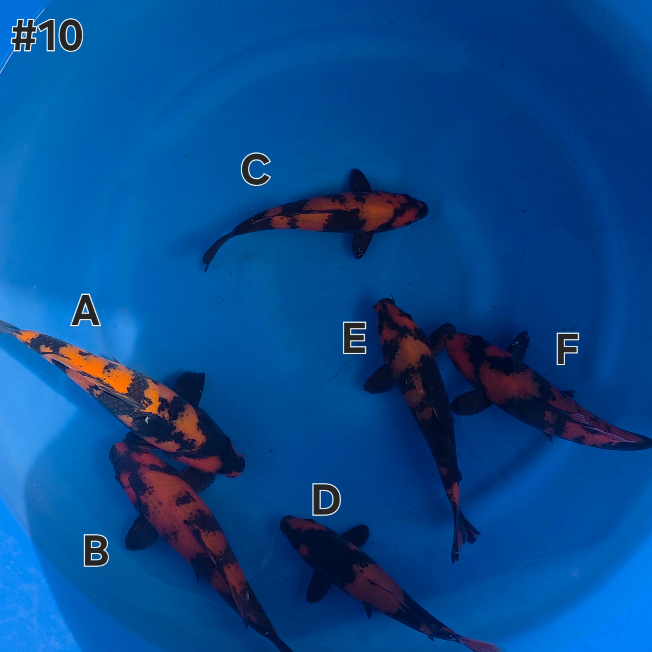 Hi Utsuri Mix - Maruchiku - Tosai - #10