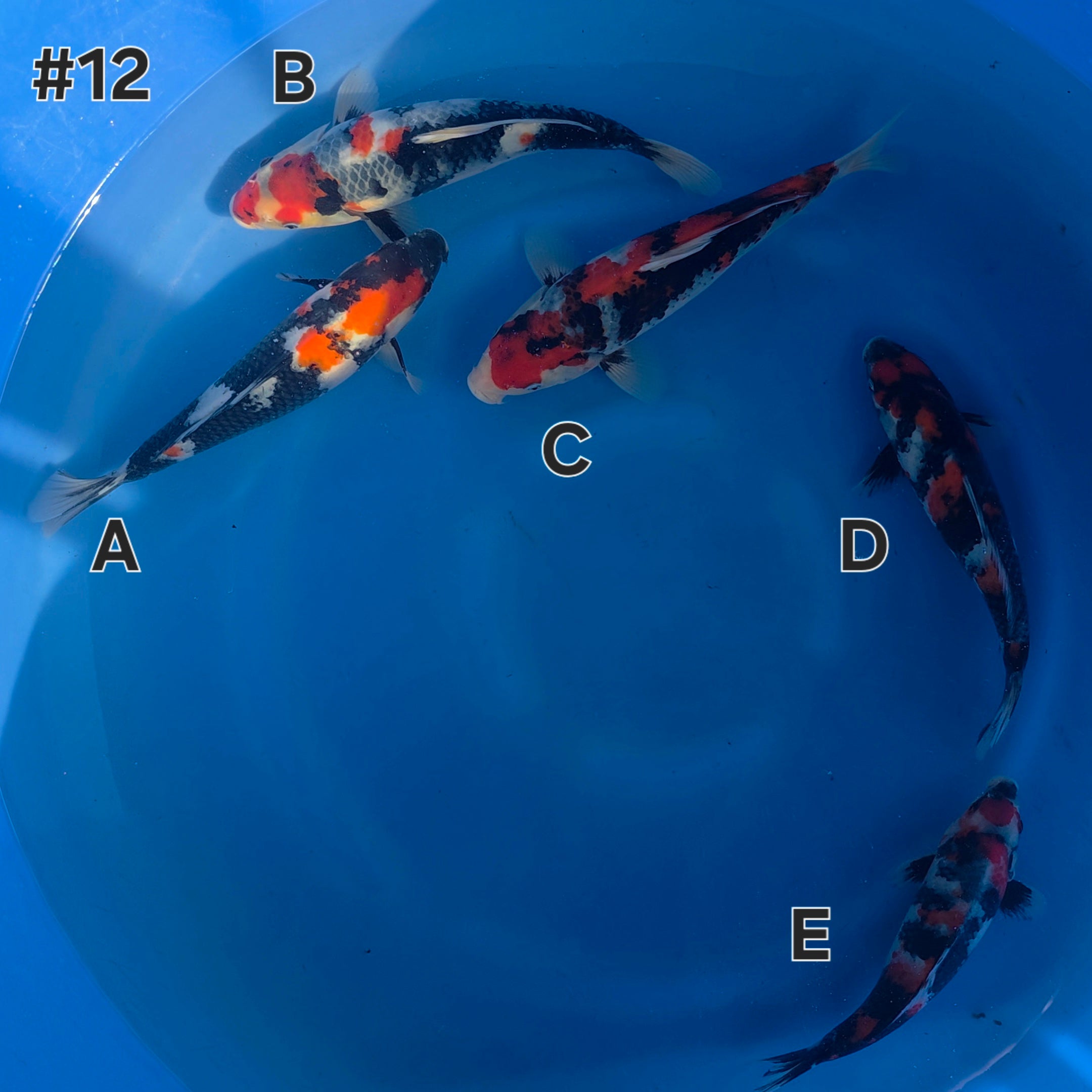 Showa Mix - Maruchiku - Tosai - #12