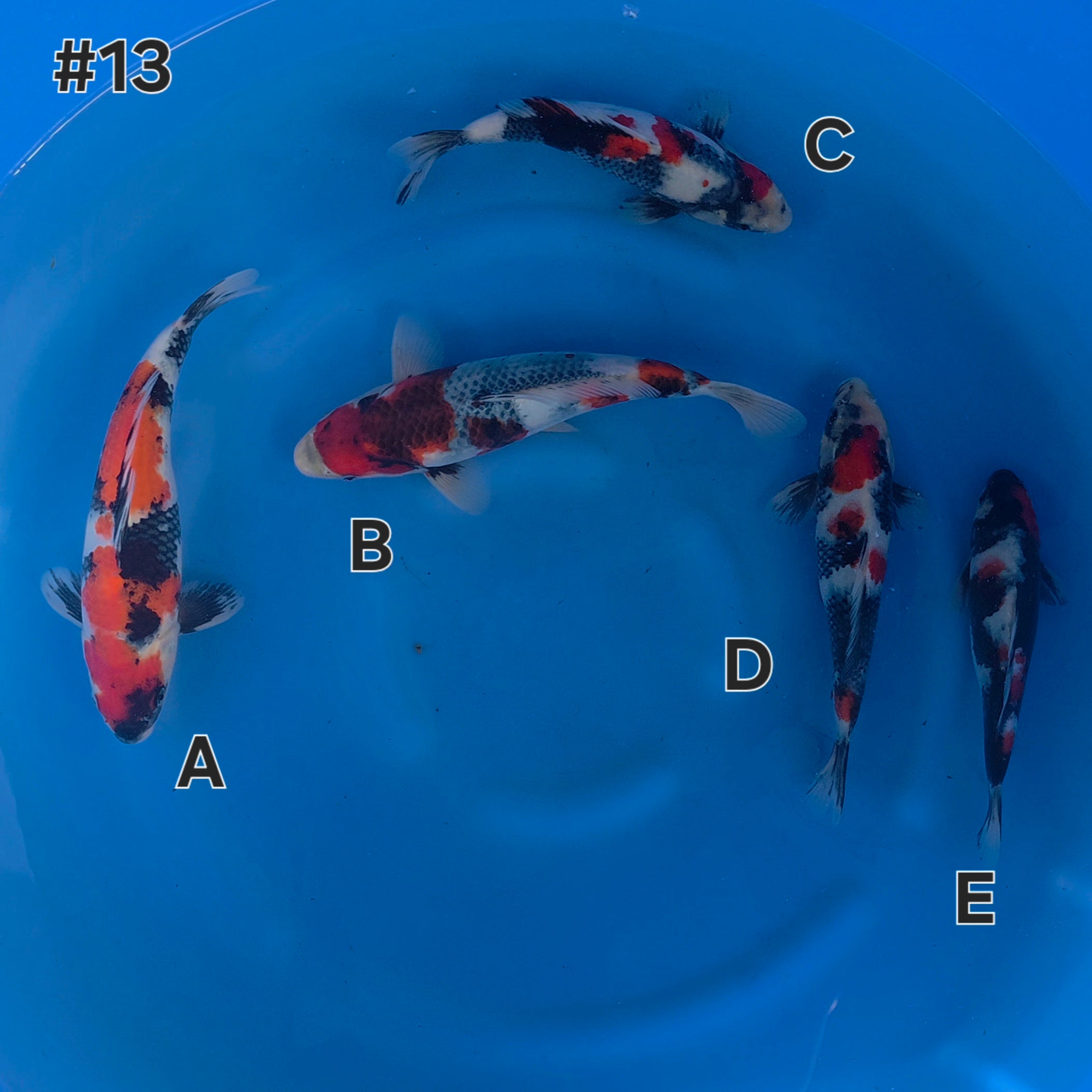 Showa Mix - Maruchiku - Tosai - #13