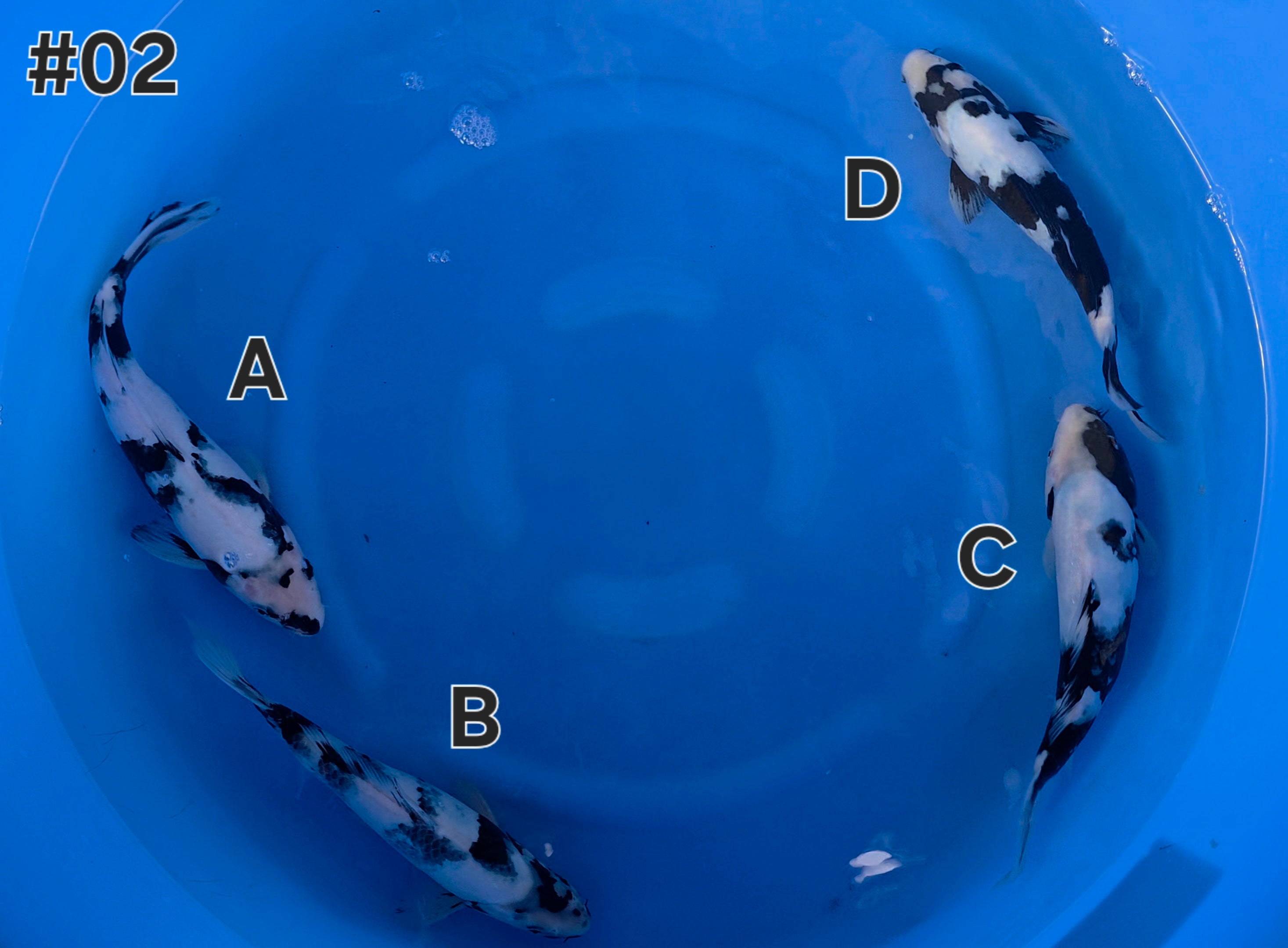 Shiro Utsuri Mix - Omosako - Tosai - #02 - Aqua Group