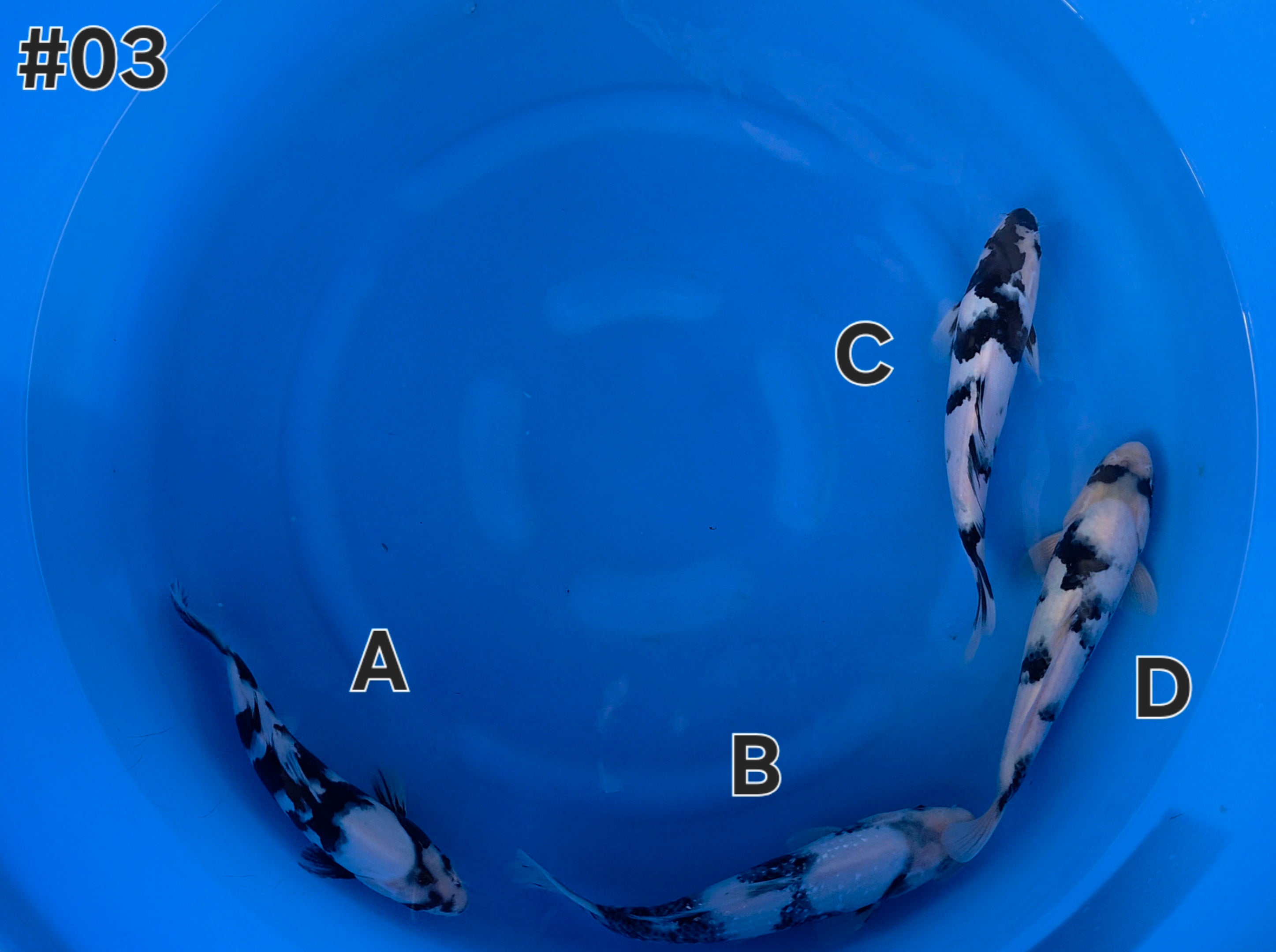 Shiro Utsuri Mix - Omosako - Tosai - #03