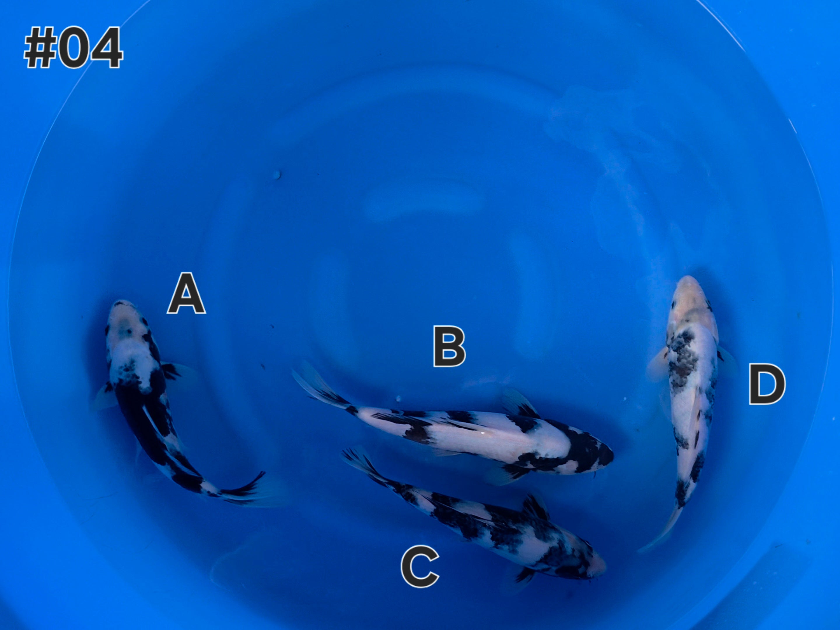 Shiro Utsuri Mix - Omosako - Tosai - #04