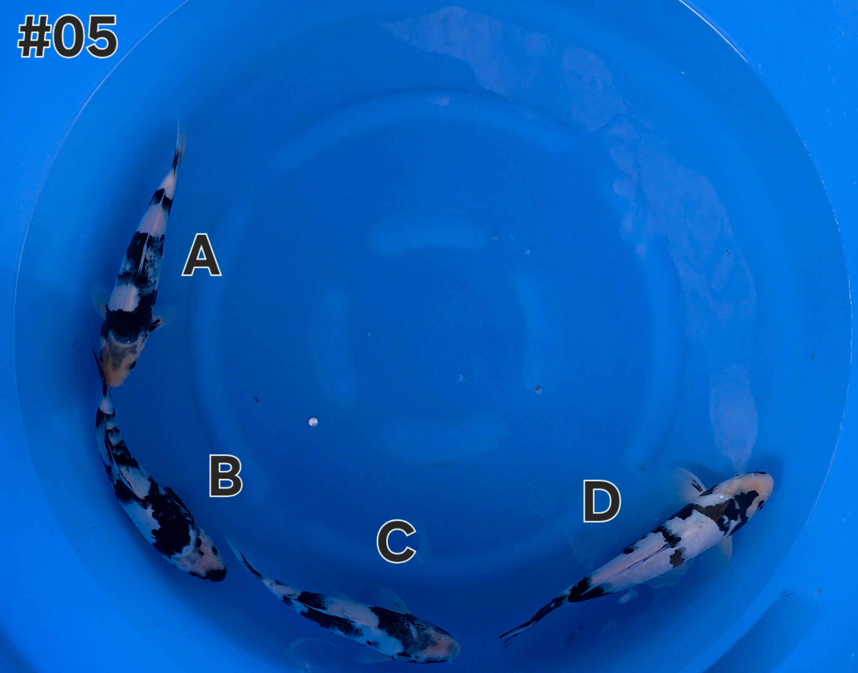 Shiro Utsuri Mix - Omosako - Tosai - #05