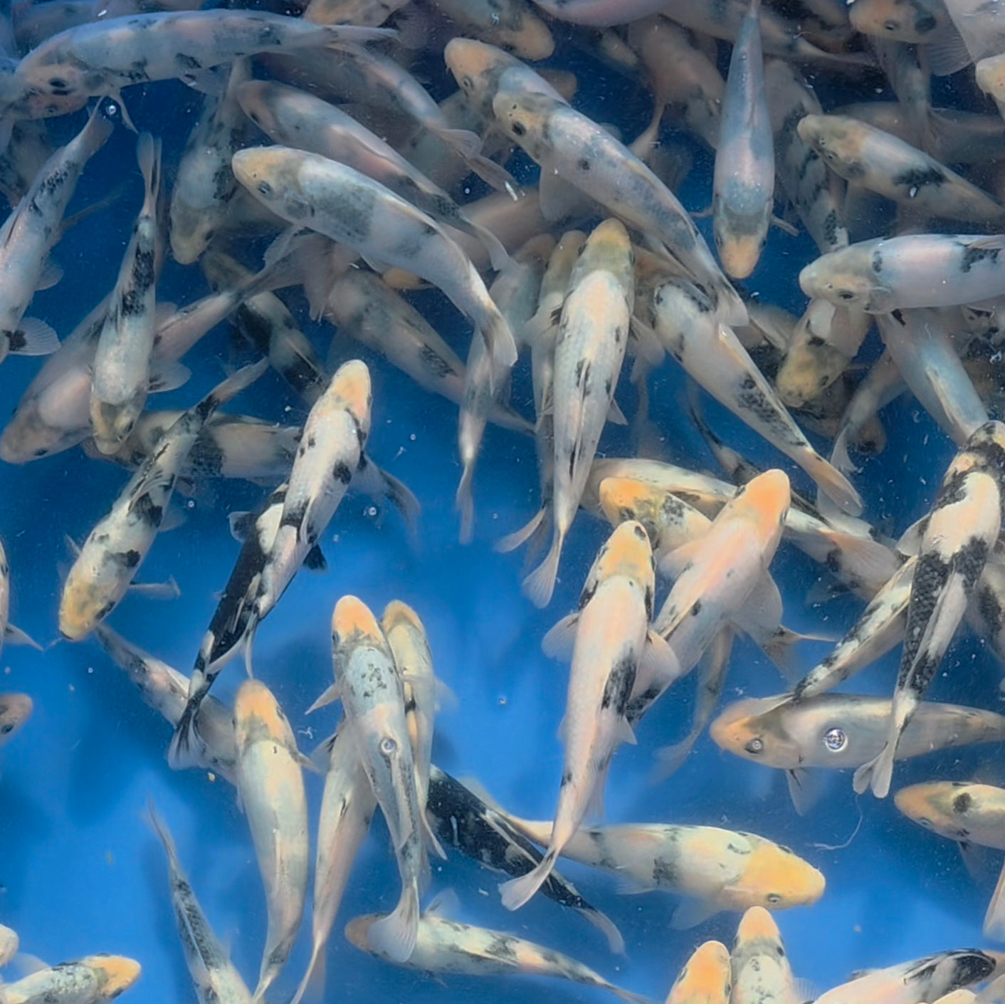 Shiro Utsuri Mix - Omosako - Tosai - #07 - Aqua Group