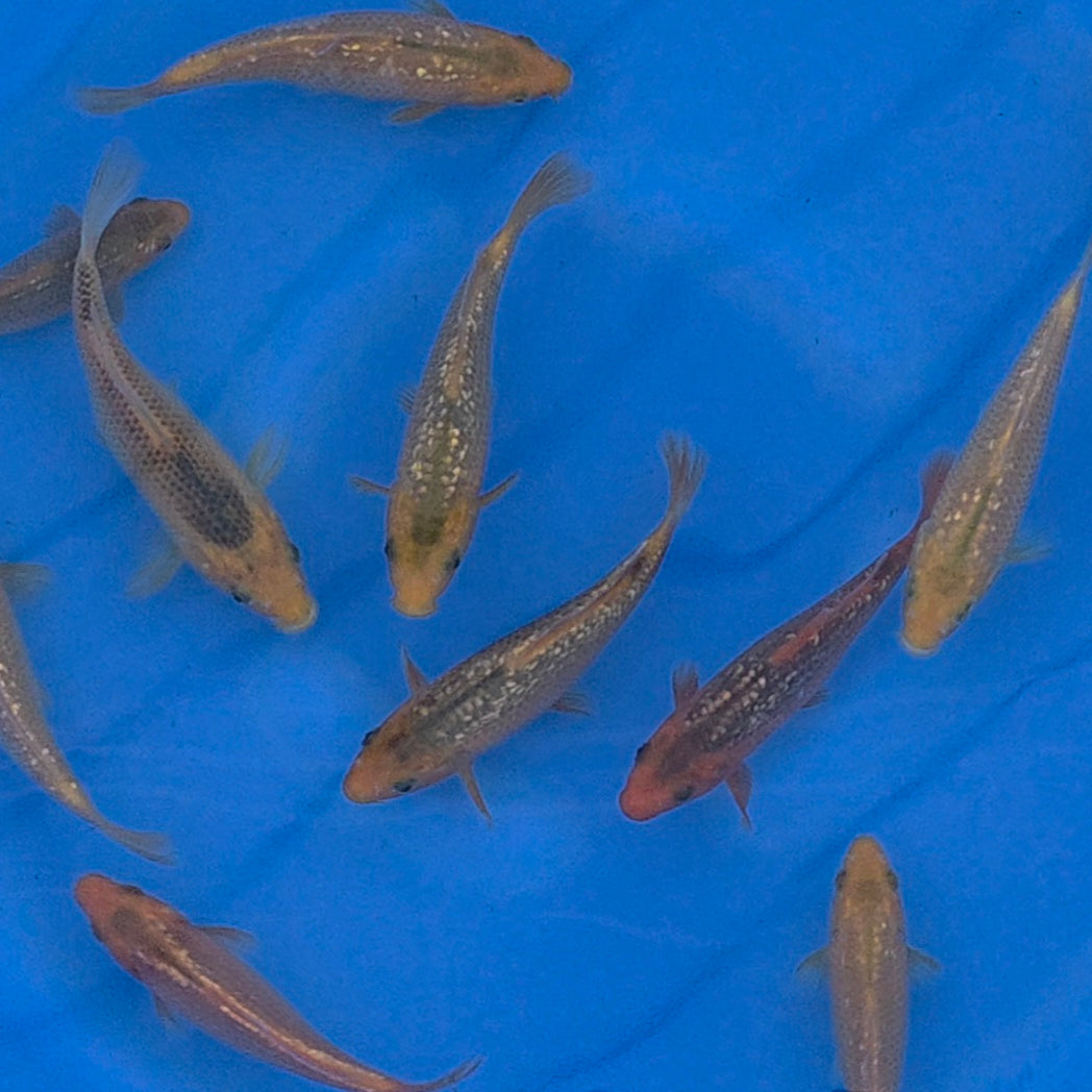 Golden Corn Mix - Taniguchi - Tosai - #01 - Aqua Group