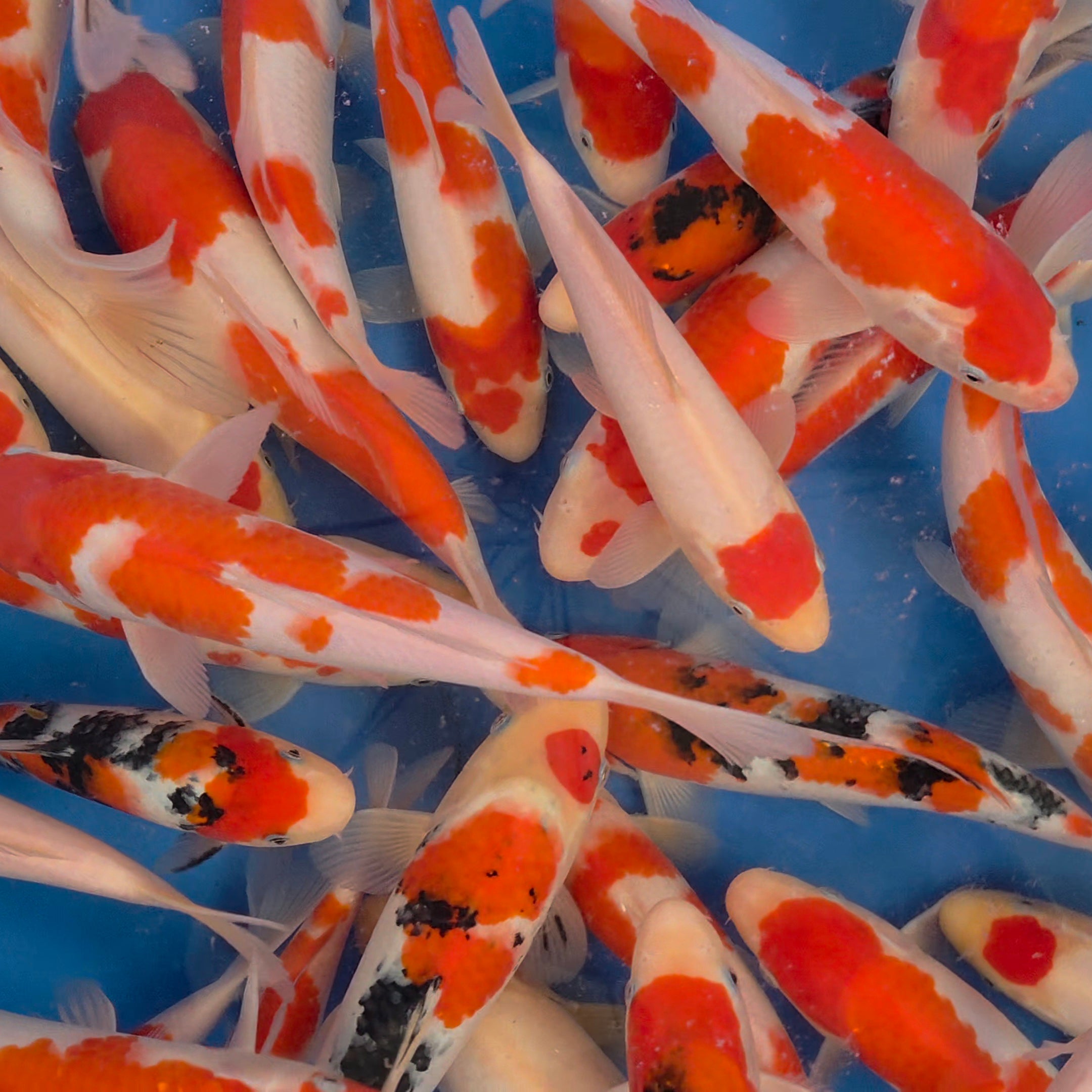 Gosanke Mix - Matsue - Tosai - #02 - Aqua Group