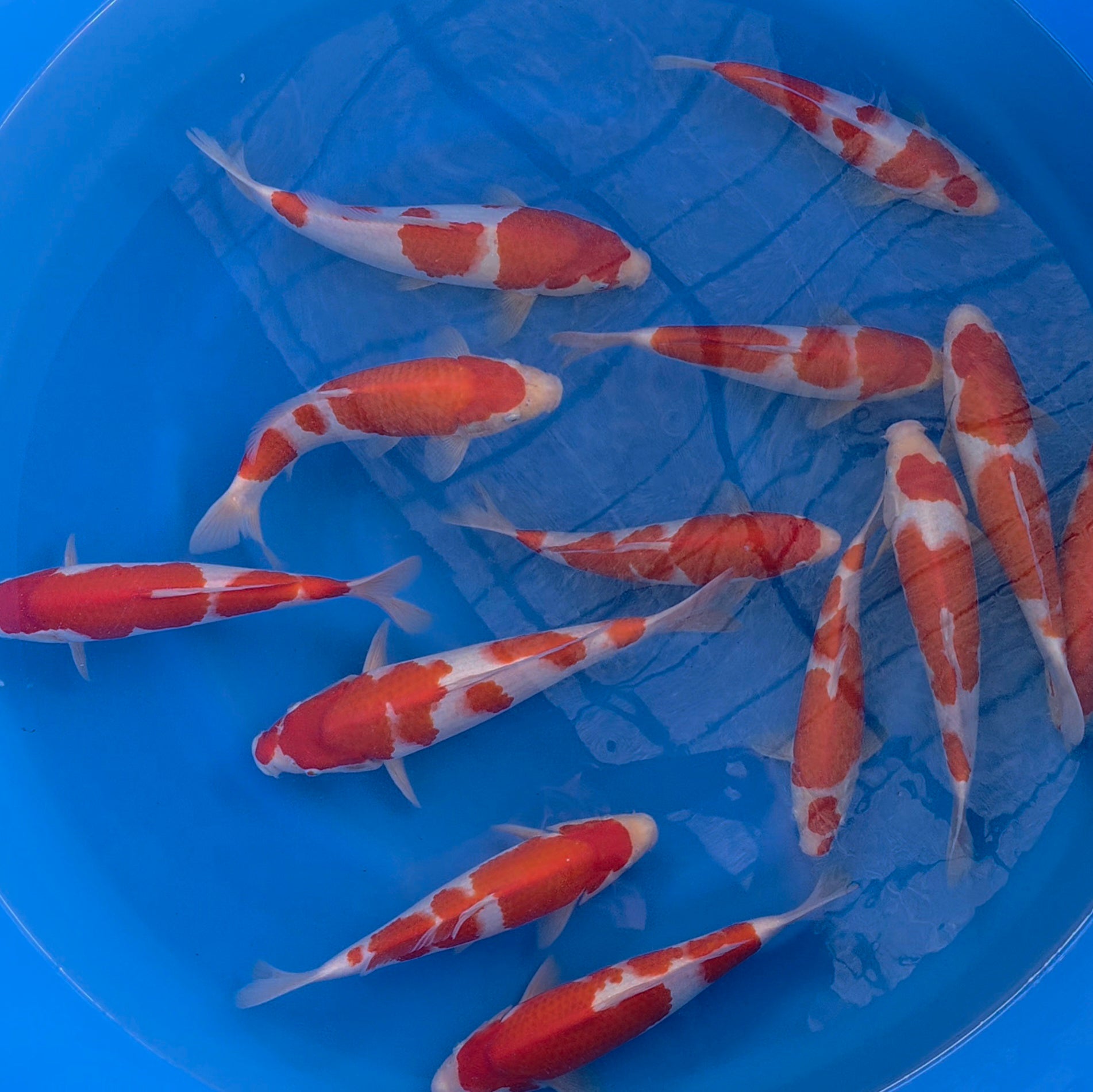 Kohaku Mix - Okawa - Tosai - #02 - Aqua Group