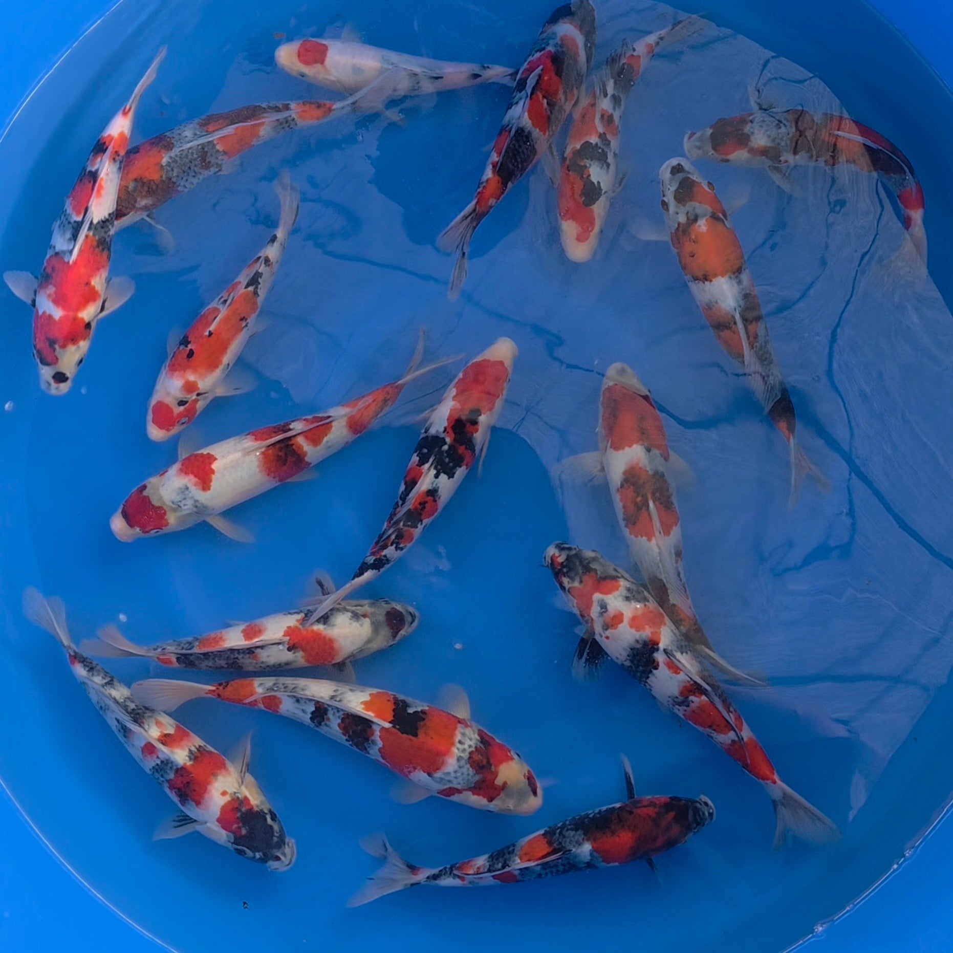 Showa/Sanke Mix - Okawa - Tosai - #04 - Aqua Group