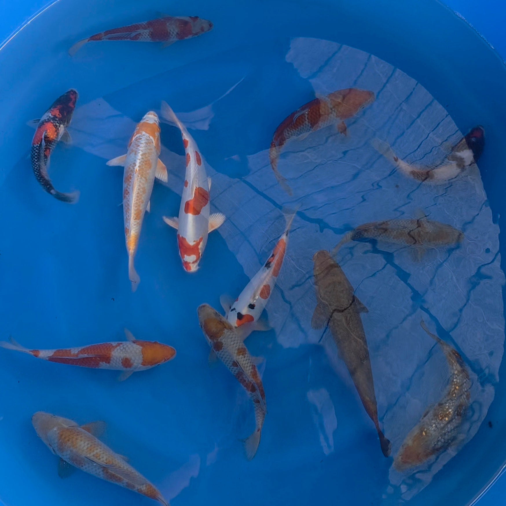 Mix - Okawa - Tosai - #05 - Aqua Group