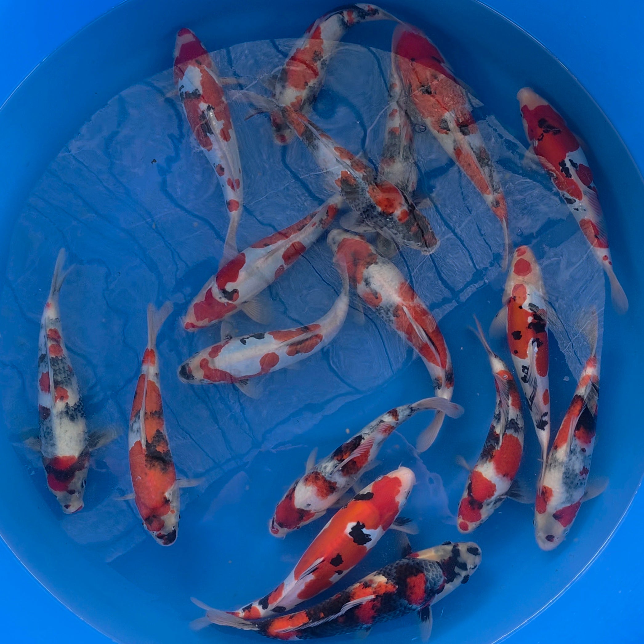 HQ Showa/Sanke/Doitsu Mix - Okawa - Tosai - #06 - Aqua Group