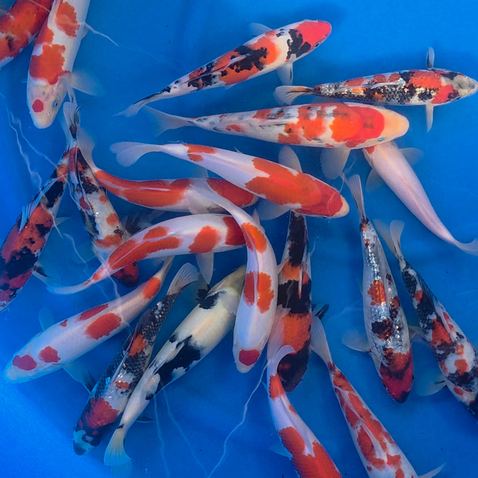 Mix - Suetsugu - Tosai - #01 - Aqua Group