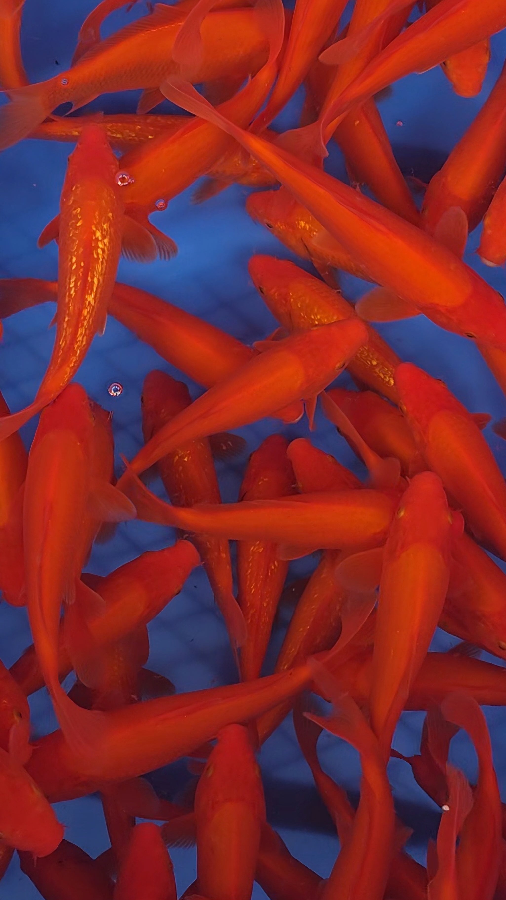 Benigoi & Gin Rin Mix - Ogata - Tosai - #01