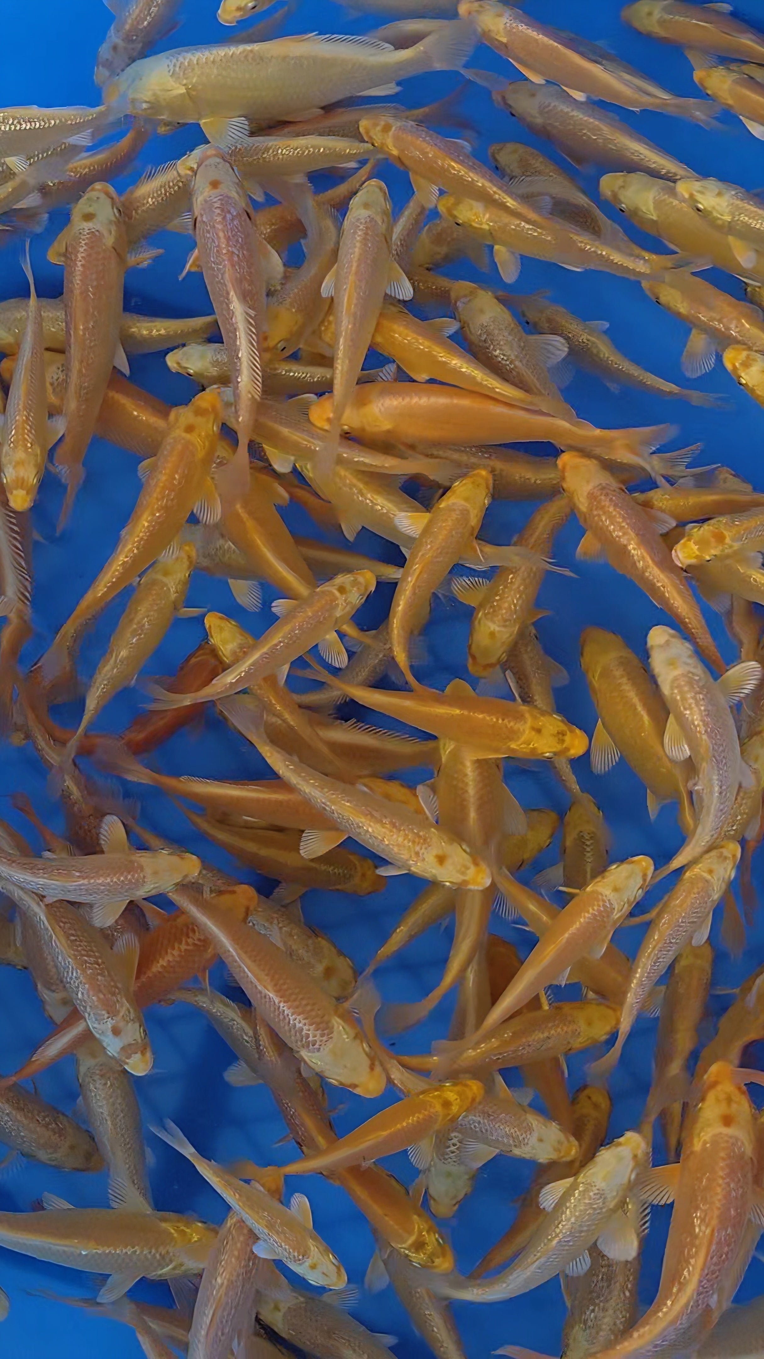 Gin Rin Yamabuki Mix - Okawa - Tosai - #09