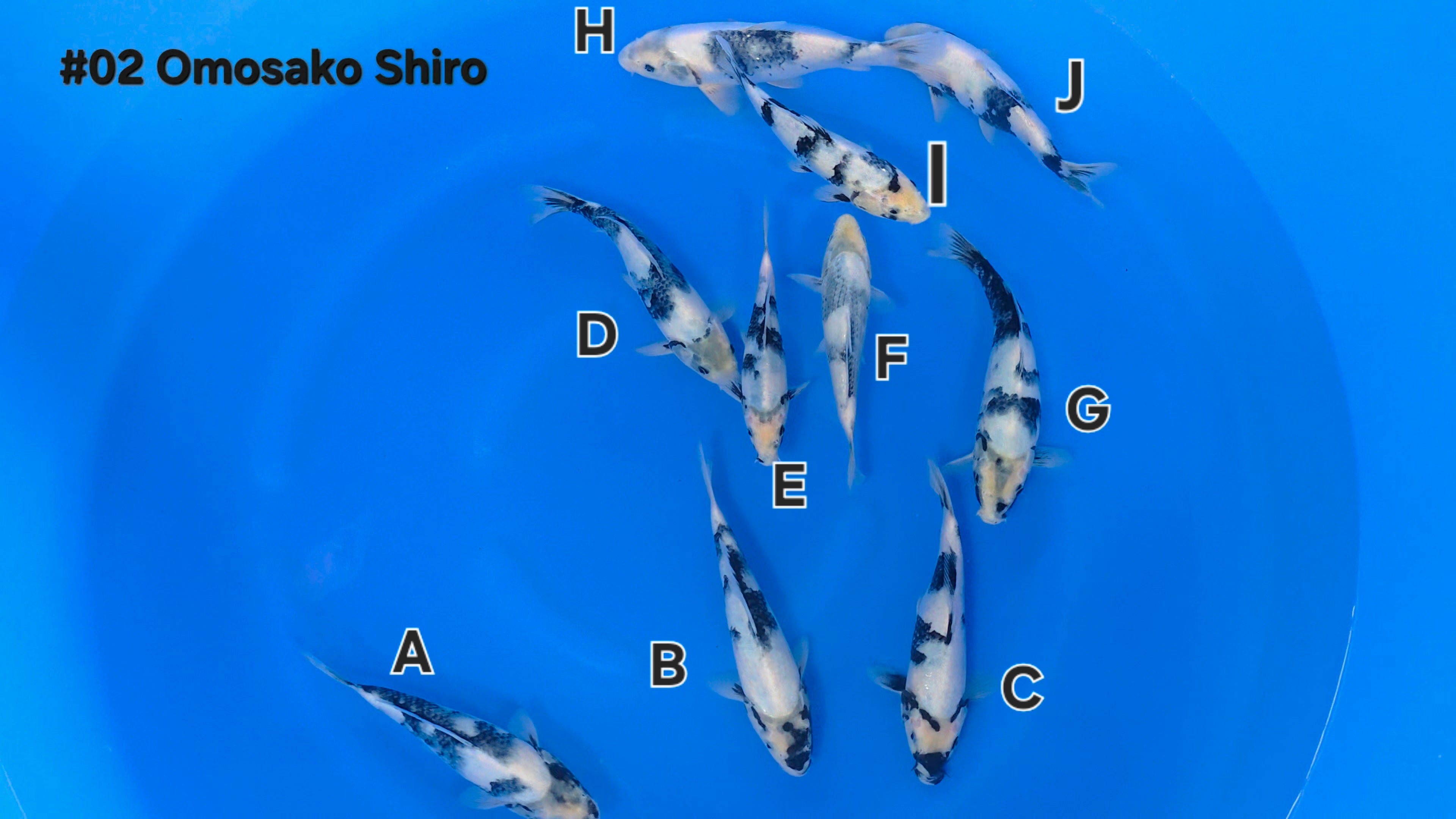 Shiro Utsuri Mix - Omosako - Tosai - Aqua Group