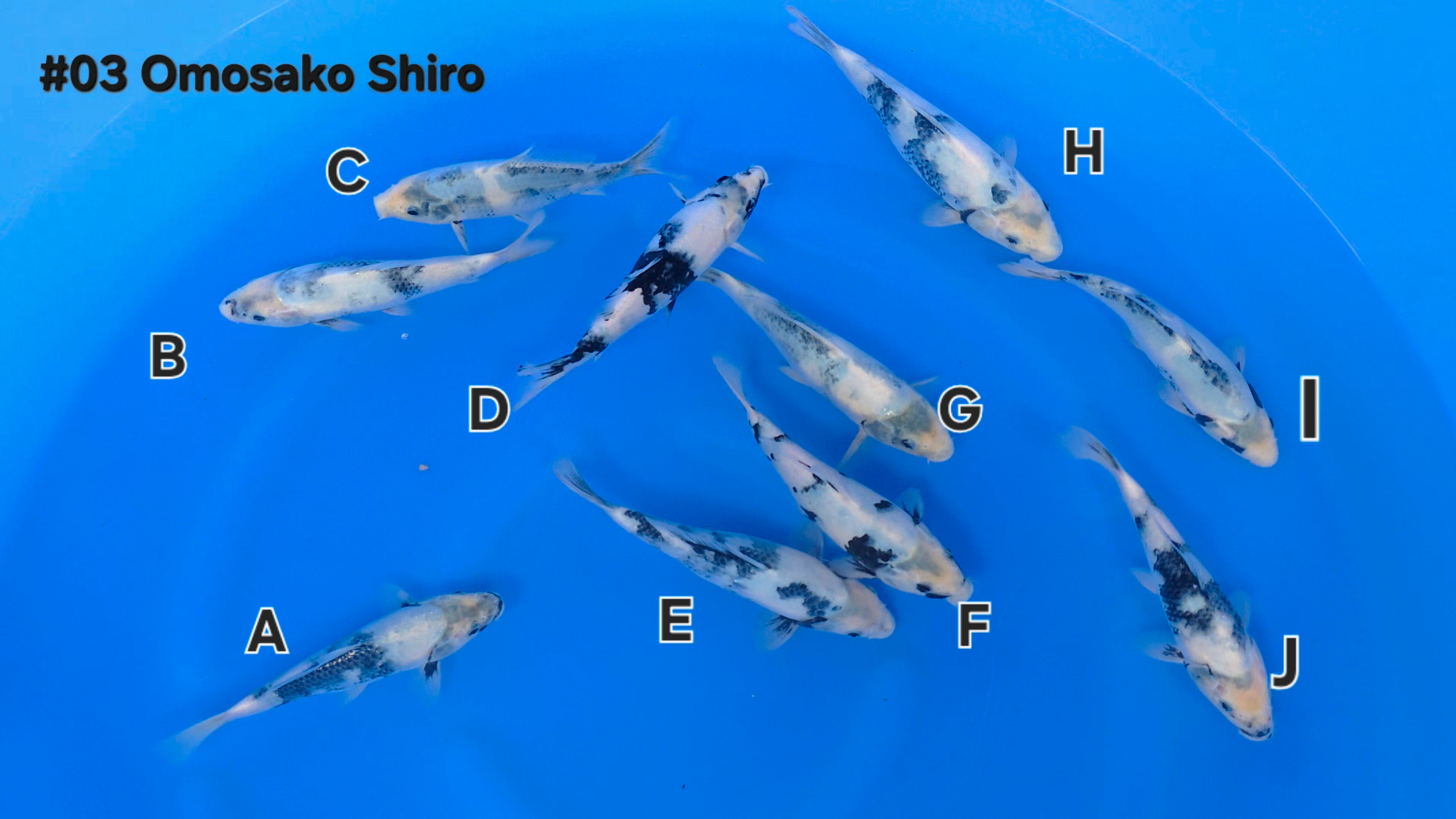 Shiro Utsuri Mix - Omosako - Tosai - Aqua Group