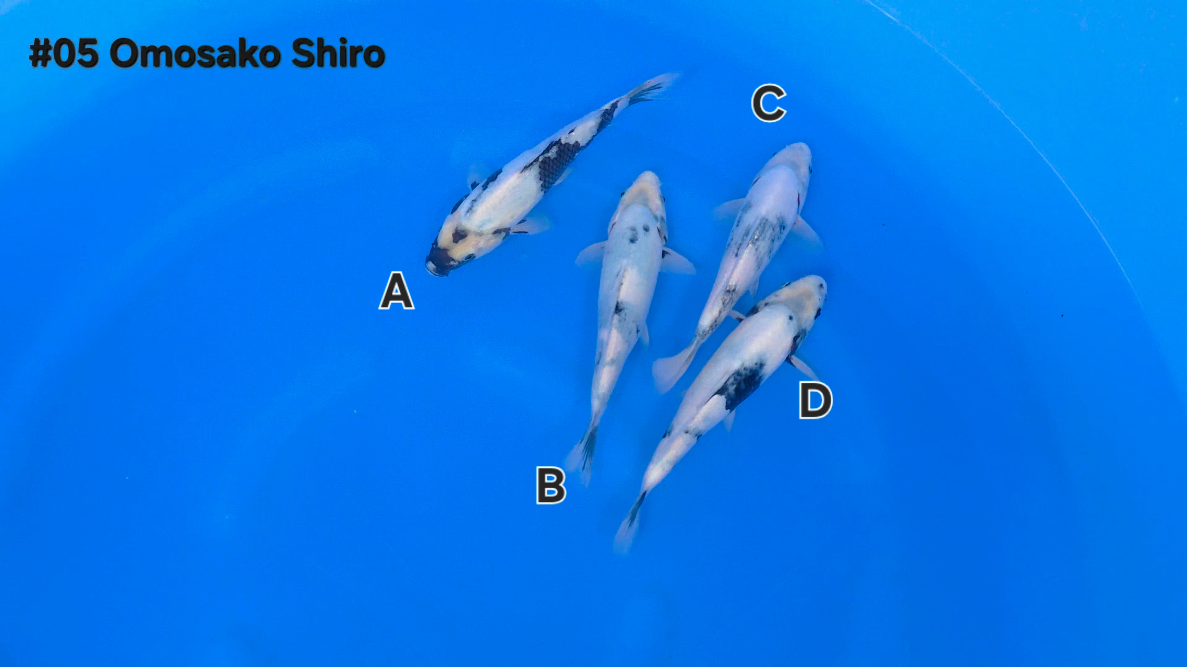 Shiro Utsuri Mix - Omosako - Tosai - Aqua Group