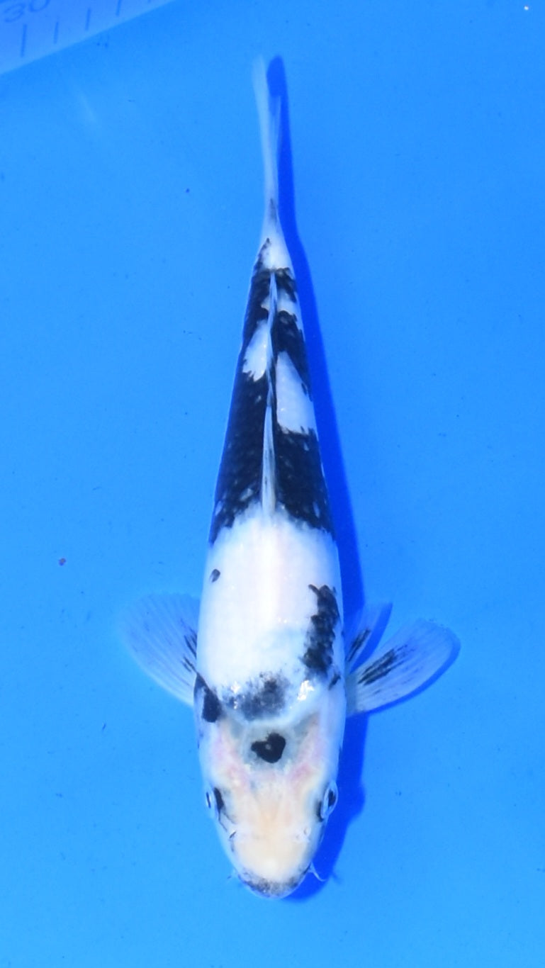 Shiro Utsuri - Ogata - Tosai #62 (split fin)