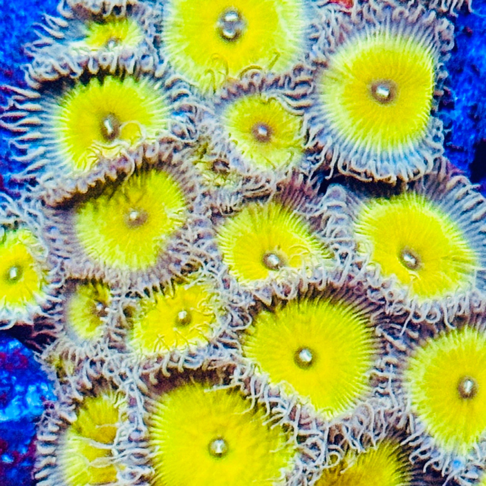 Captain Jerk Plays Zoas