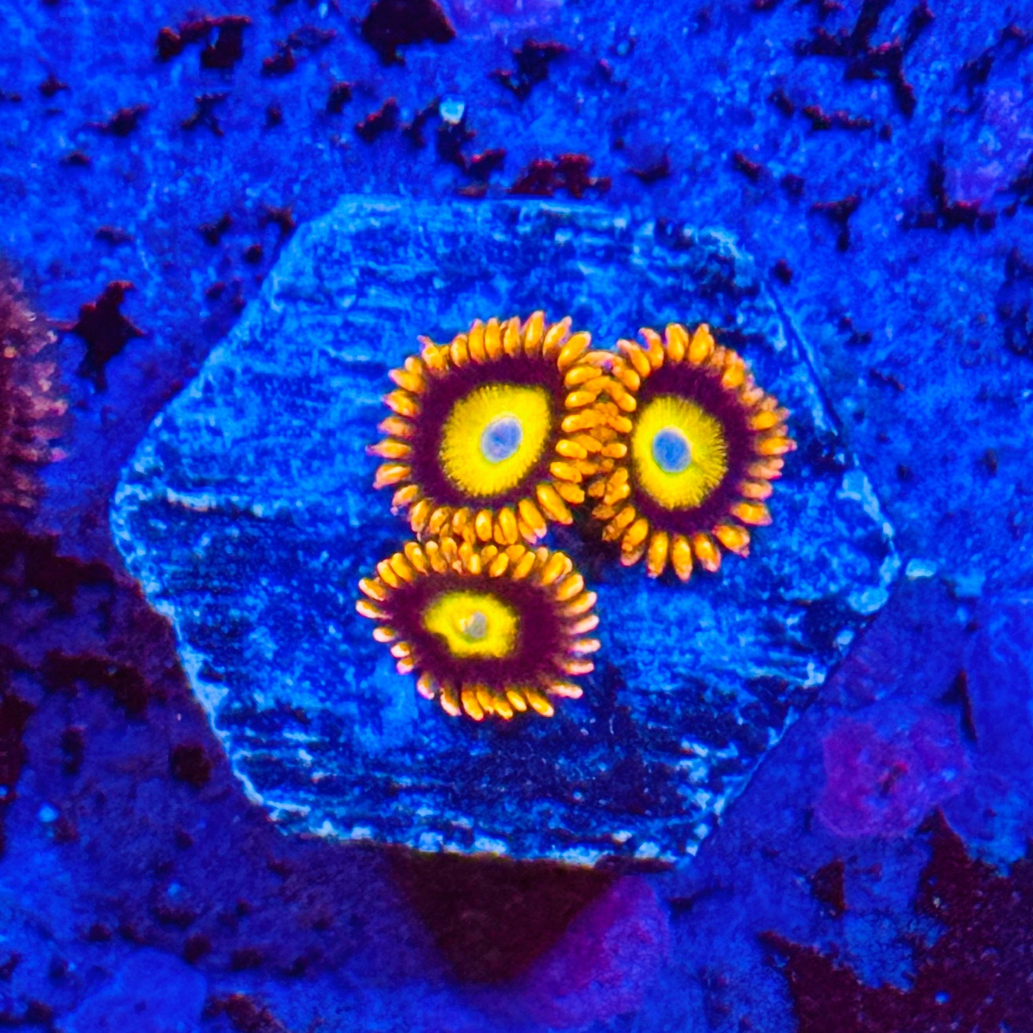 Blue Eye Blondes Zoas