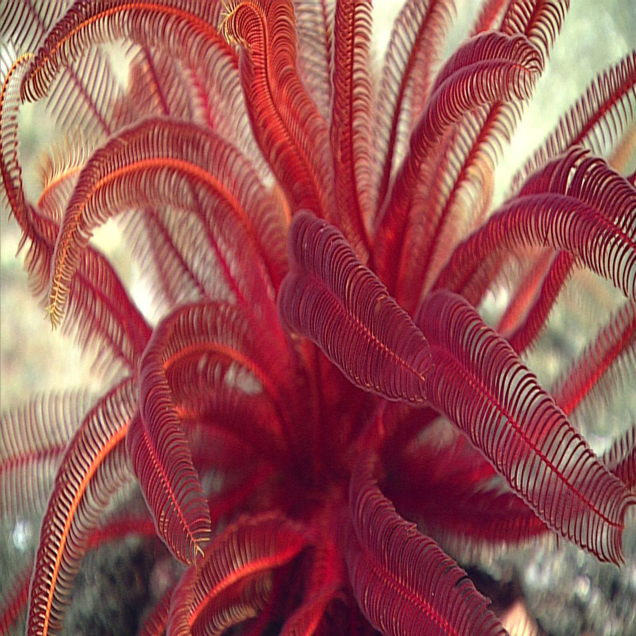 Red Crinoid-Star