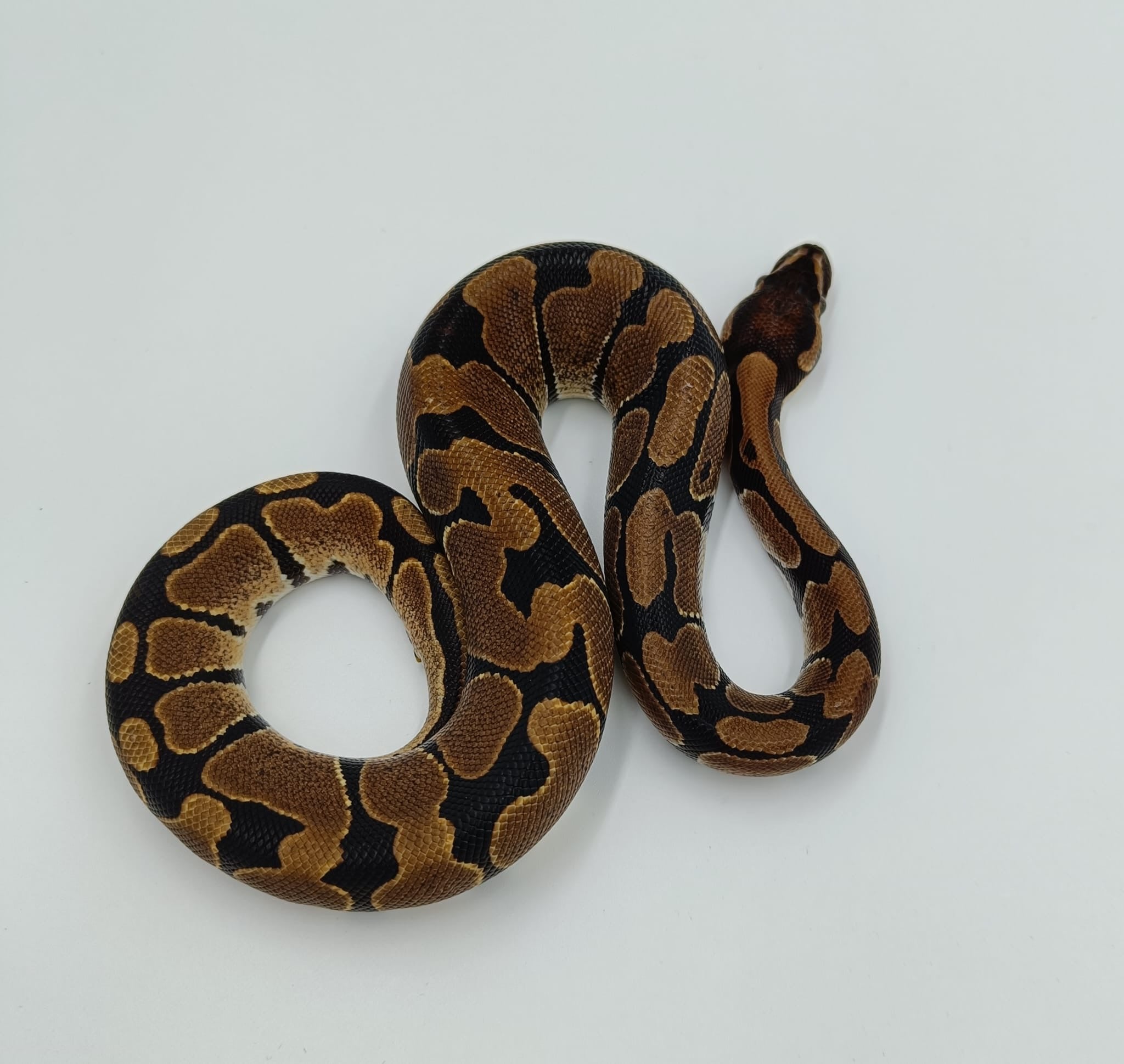 CB 2023 Normal Royal Python Male