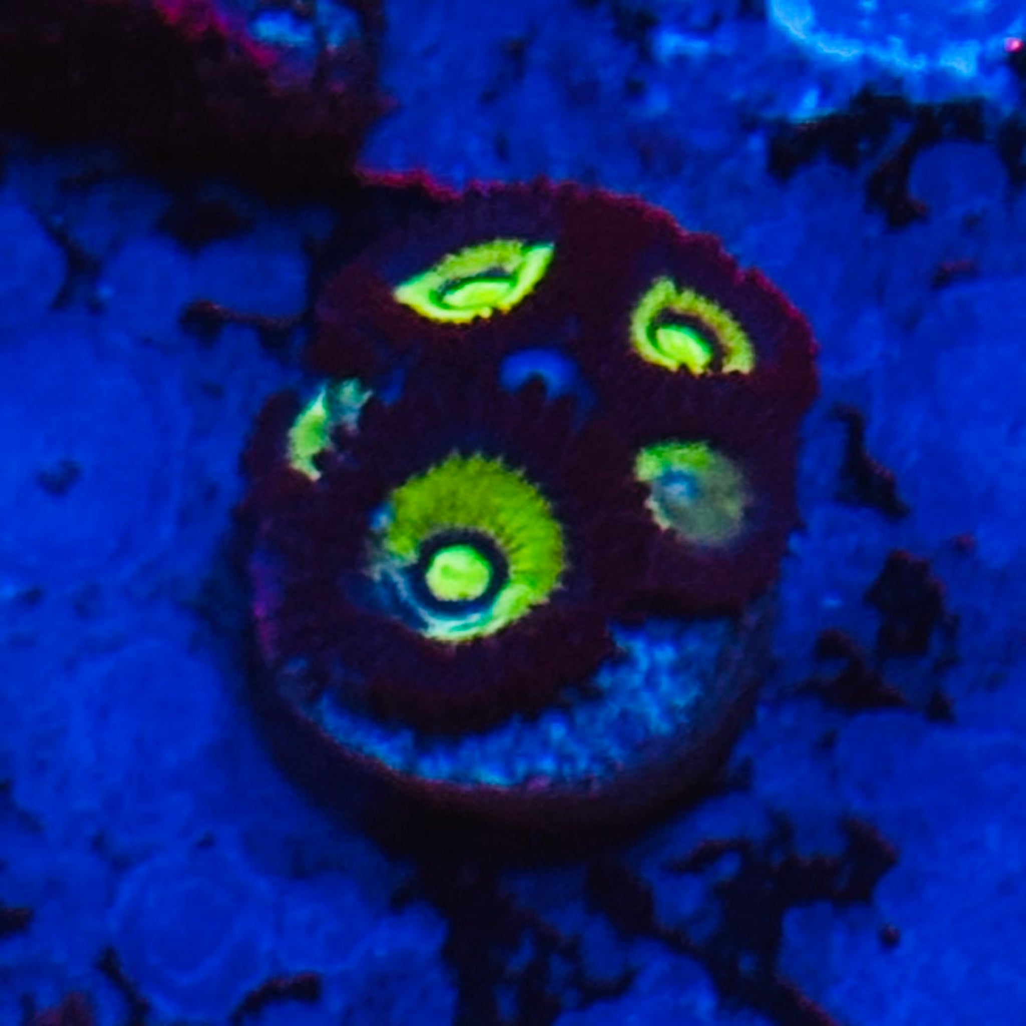 Mean Green Zoas