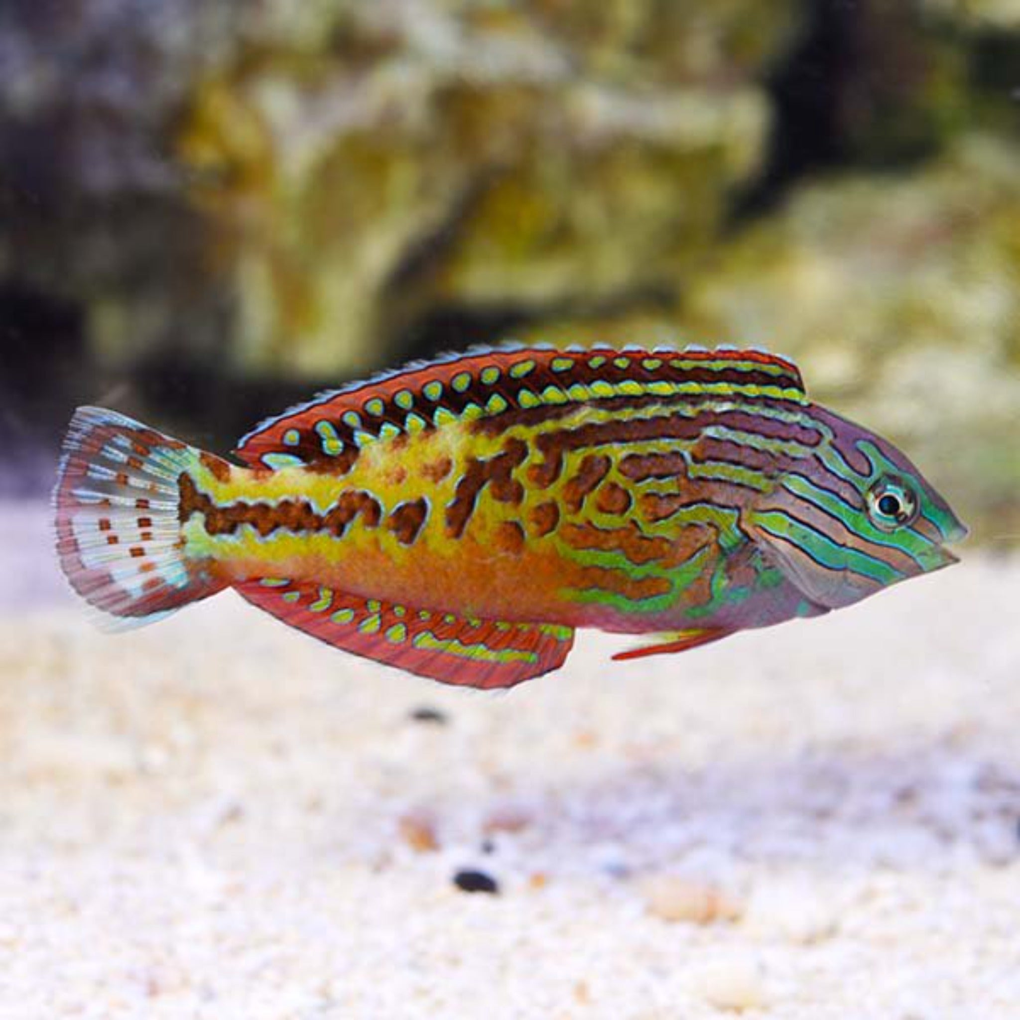 Peacock Wrasse - Macropharyngodon bipartitus - Male
