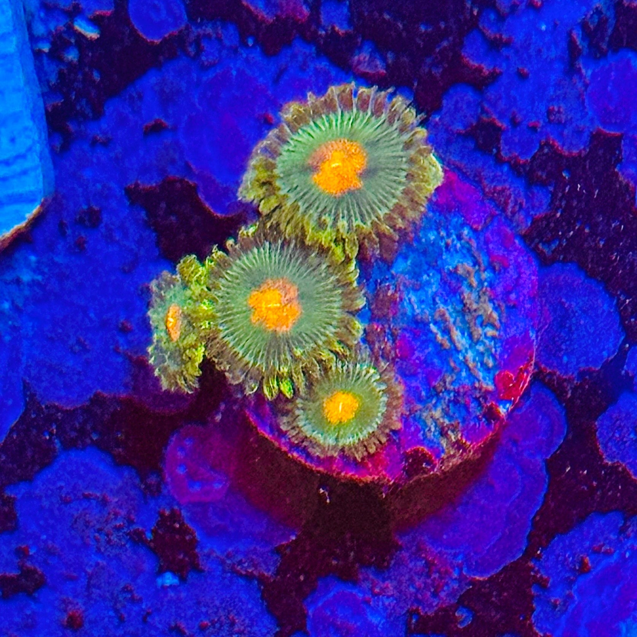 Gorilla Nipples Zoas