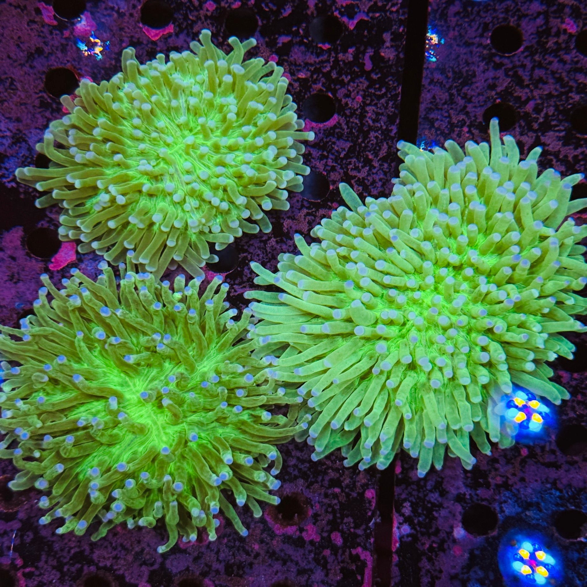Fluorescent Green Heliofungia Plate